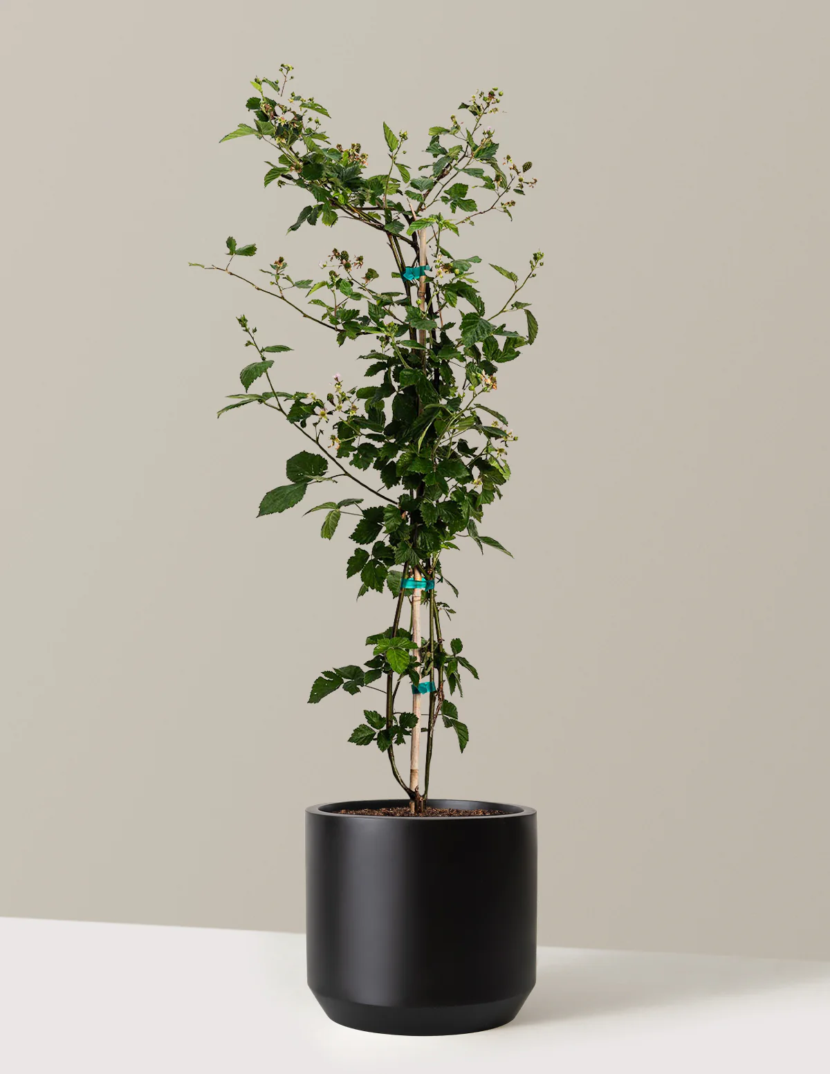 Thornless Blackberry Bush - Image 9