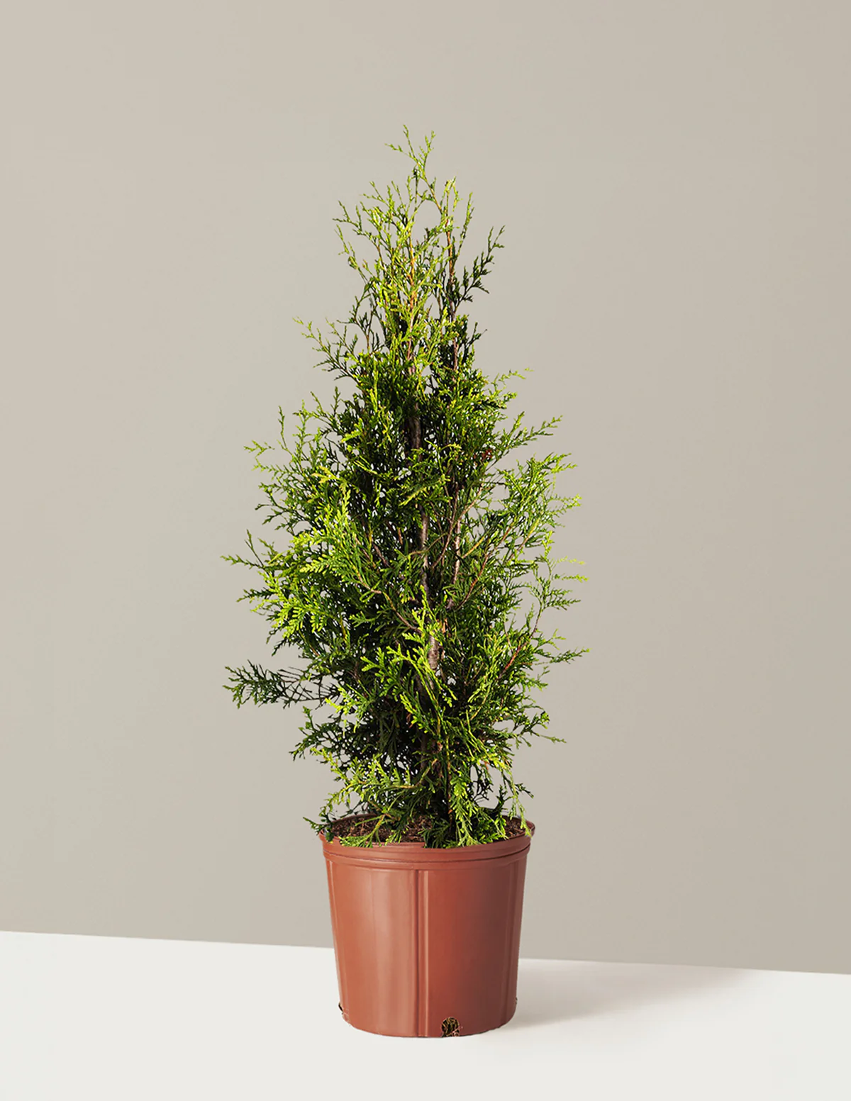 Thuja Green Giant - Image 10