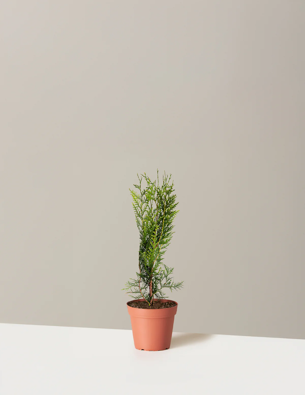 Thuja Green Giant - Image 11