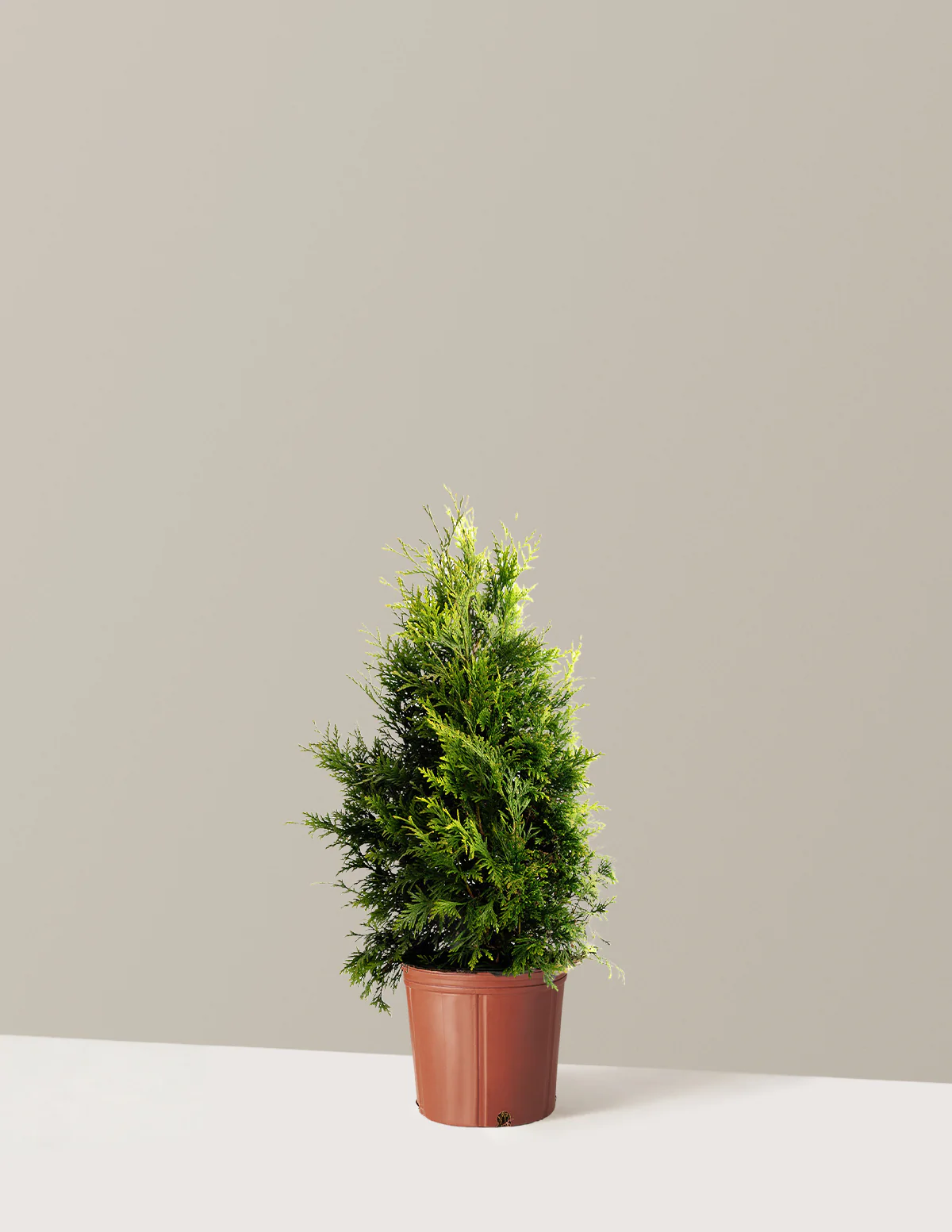 Thuja Green Giant - Image 12