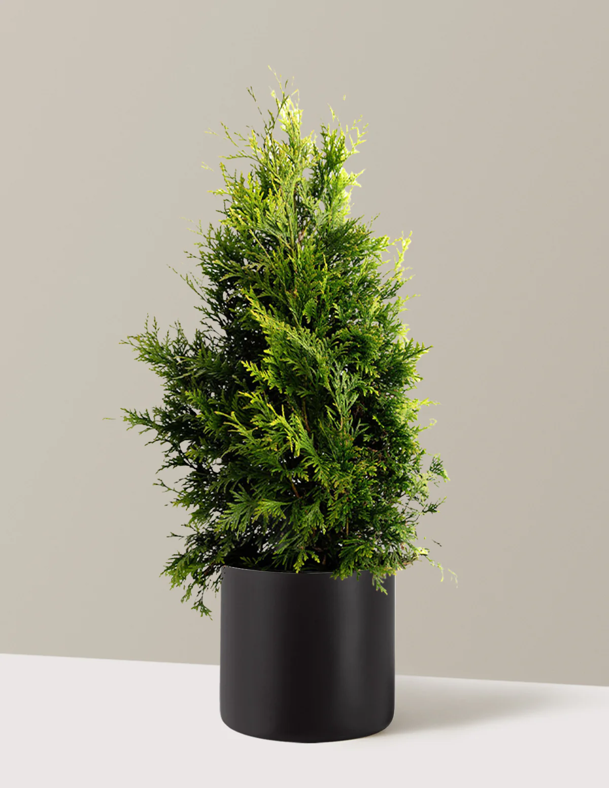 Thuja Green Giant - Image 13