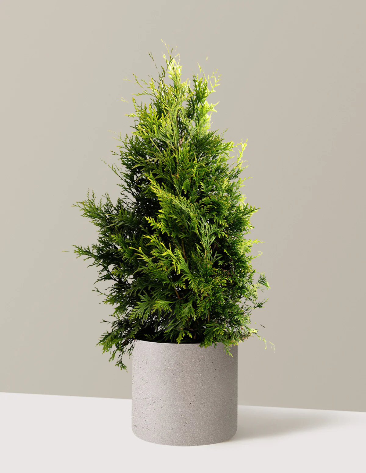 Thuja Green Giant - Image 14