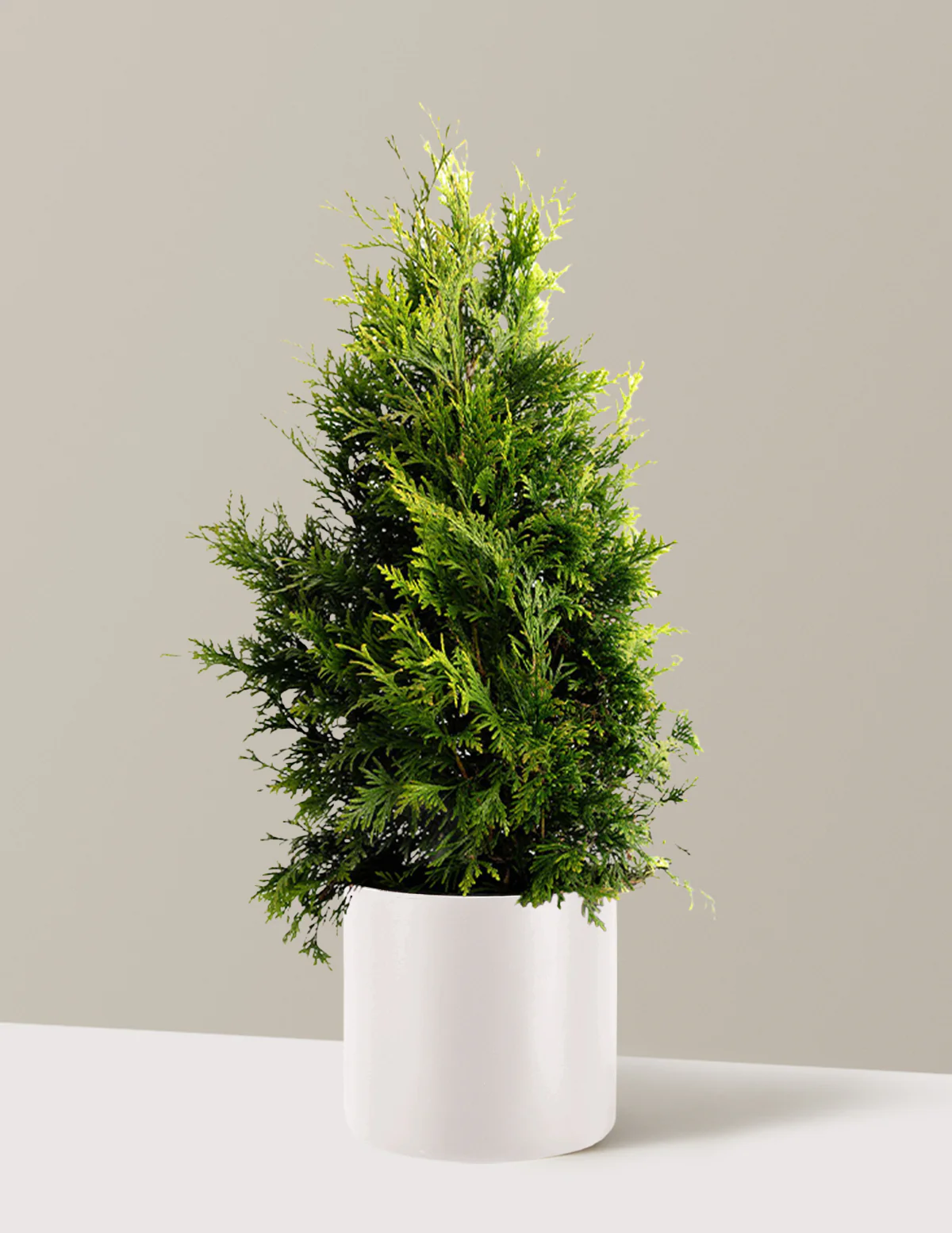 Thuja Green Giant - Image 15