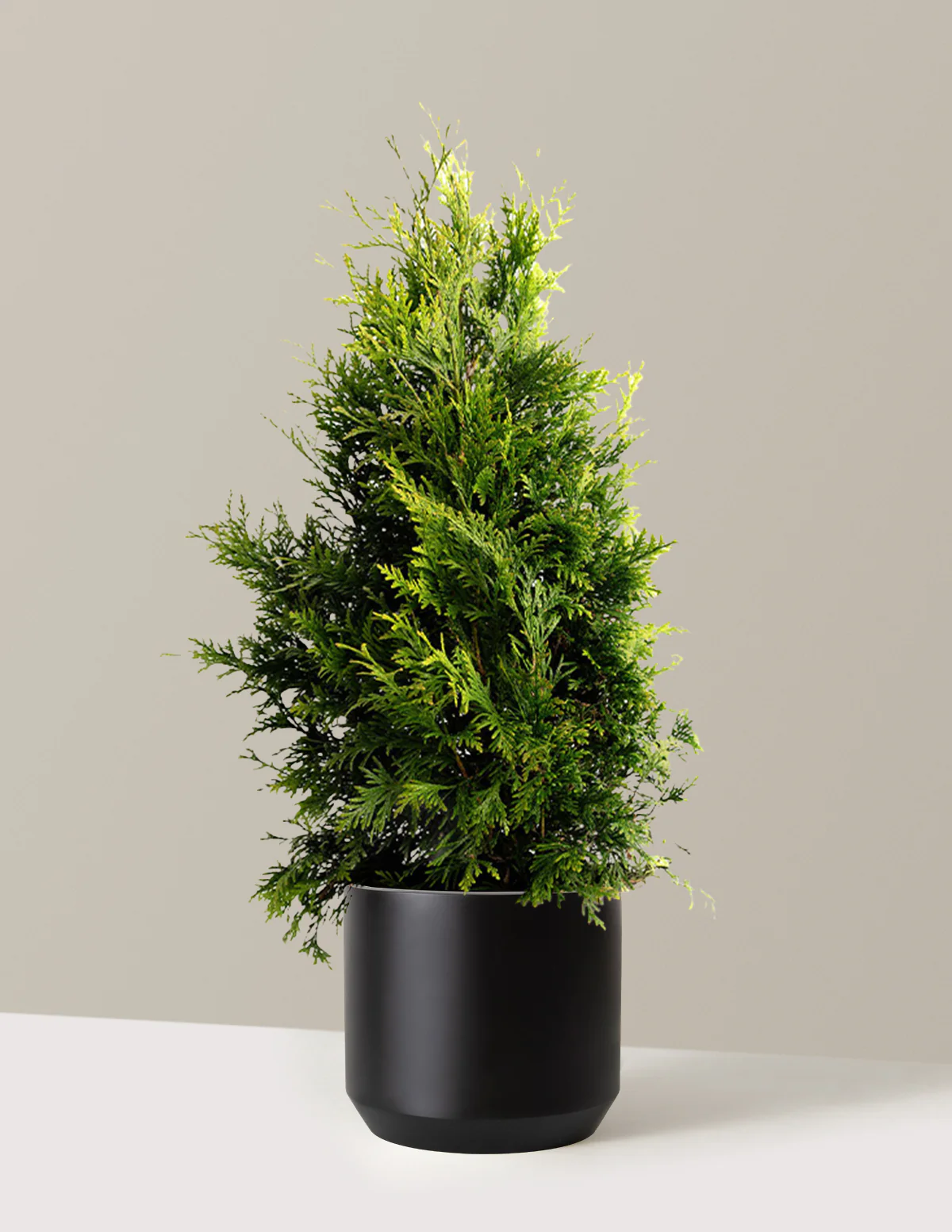 Thuja Green Giant - Image 16