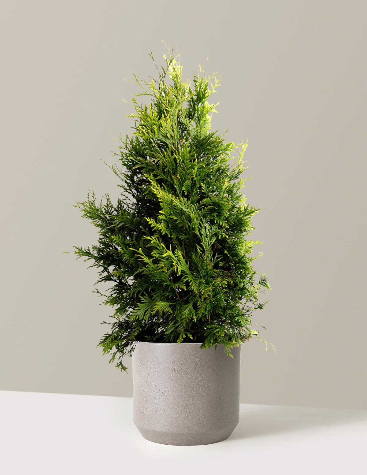 Thuja Green Giant - Image 17