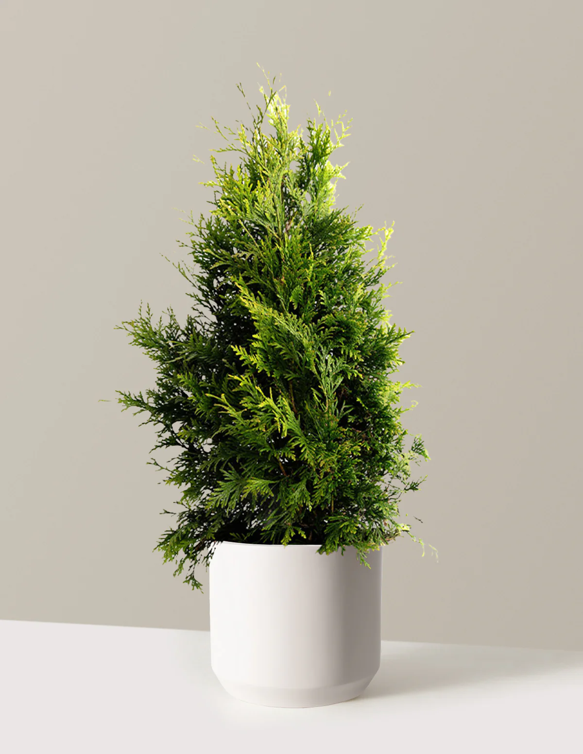 Thuja Green Giant - Image 18