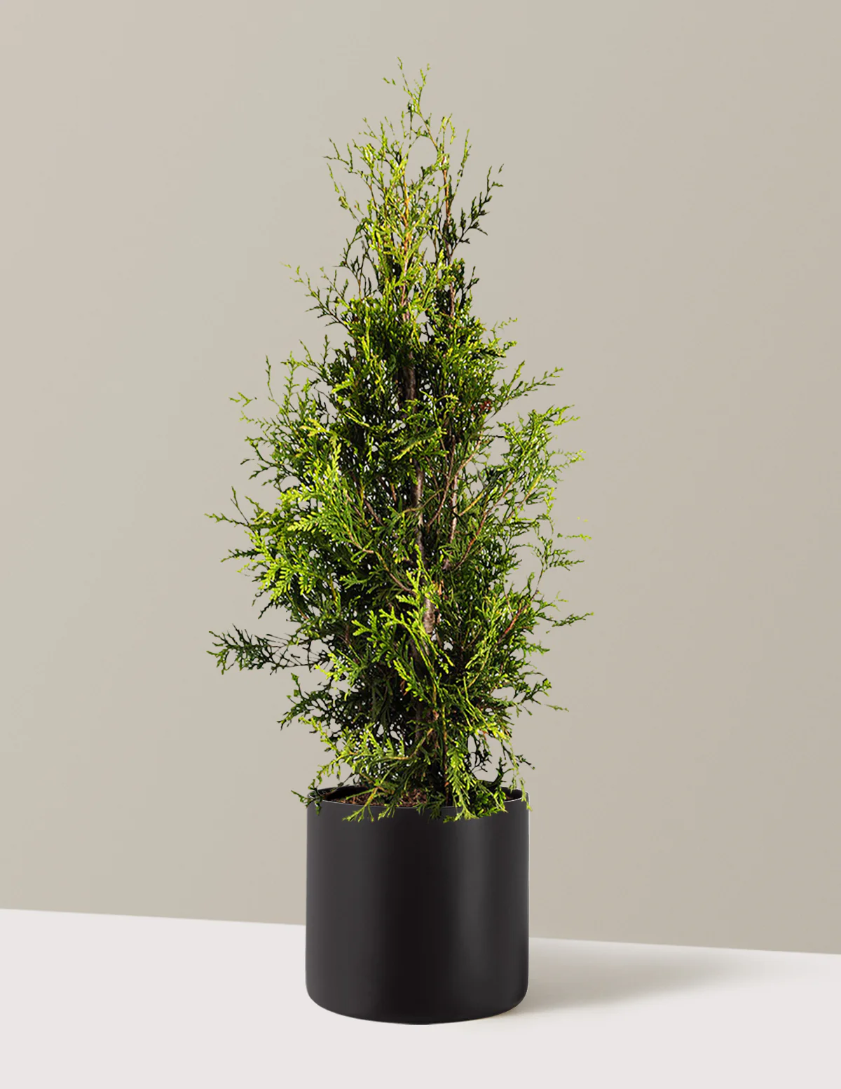 Thuja Green Giant - Image 19