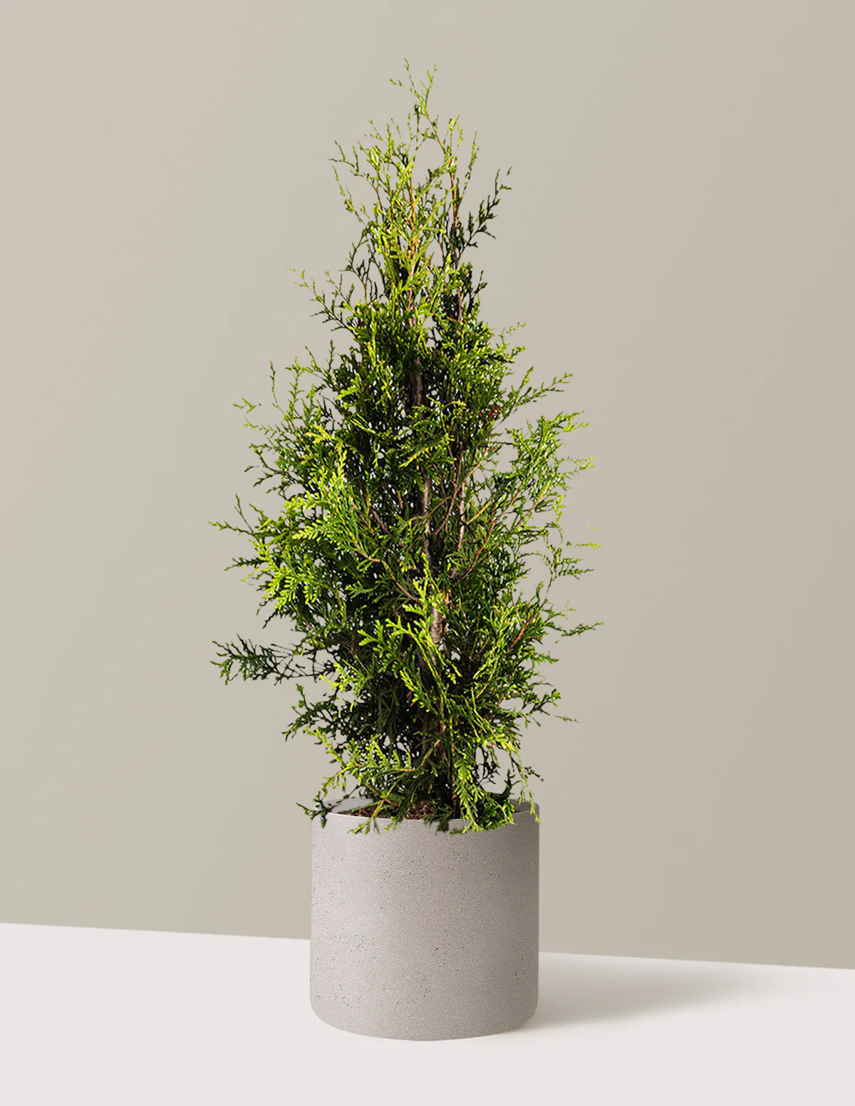 Thuja Green Giant - Image 20