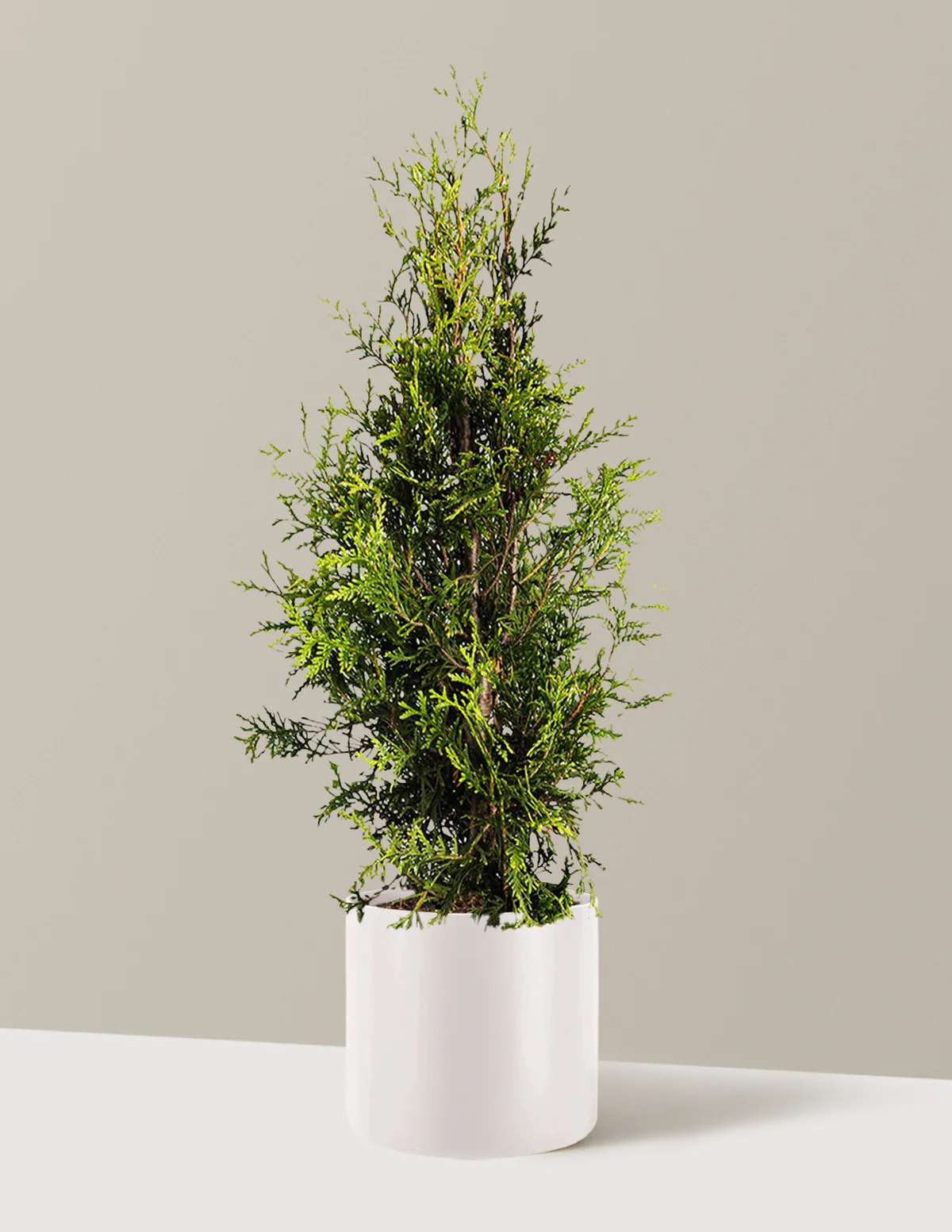 Thuja Green Giant - Image 21