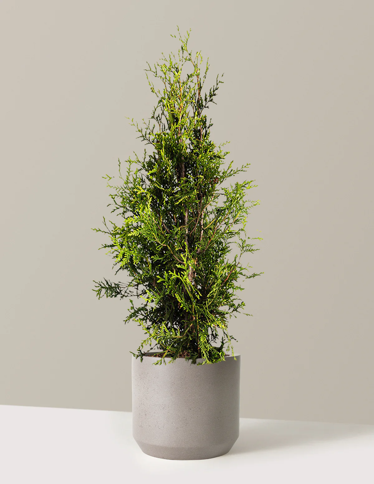 Thuja Green Giant - Image 22