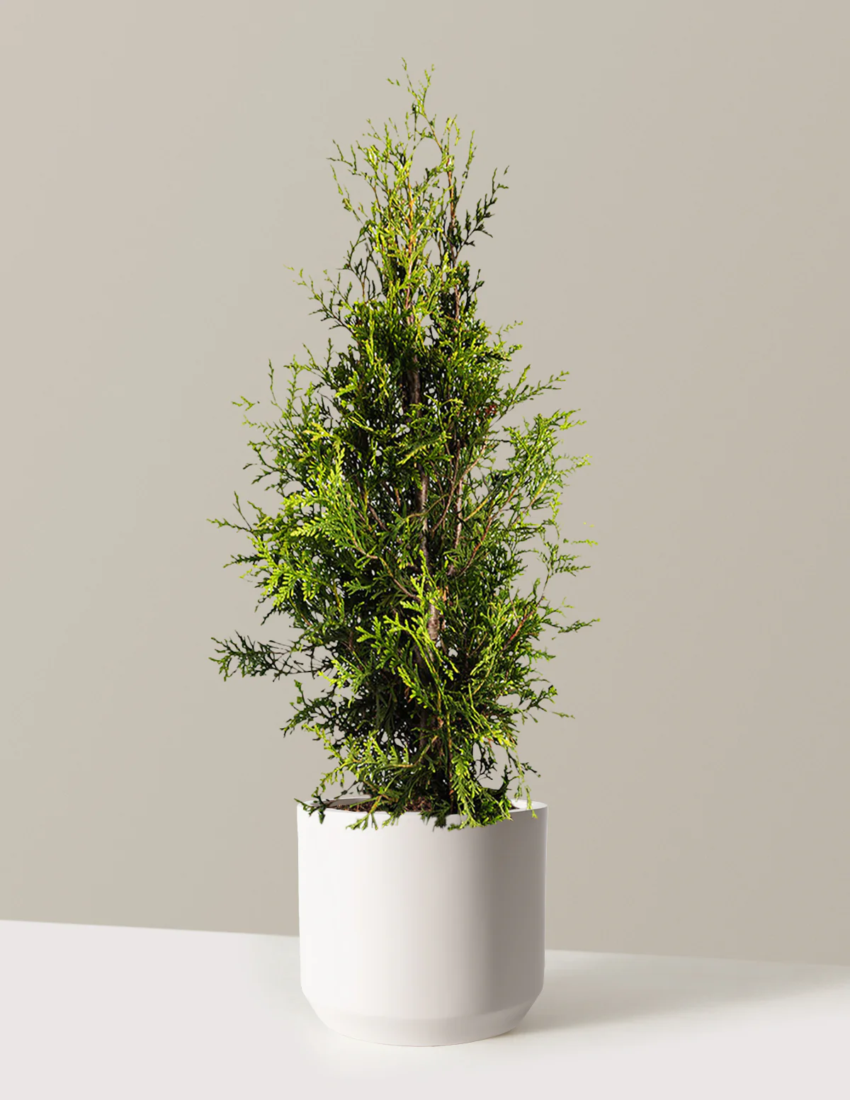 Thuja Green Giant - Image 23
