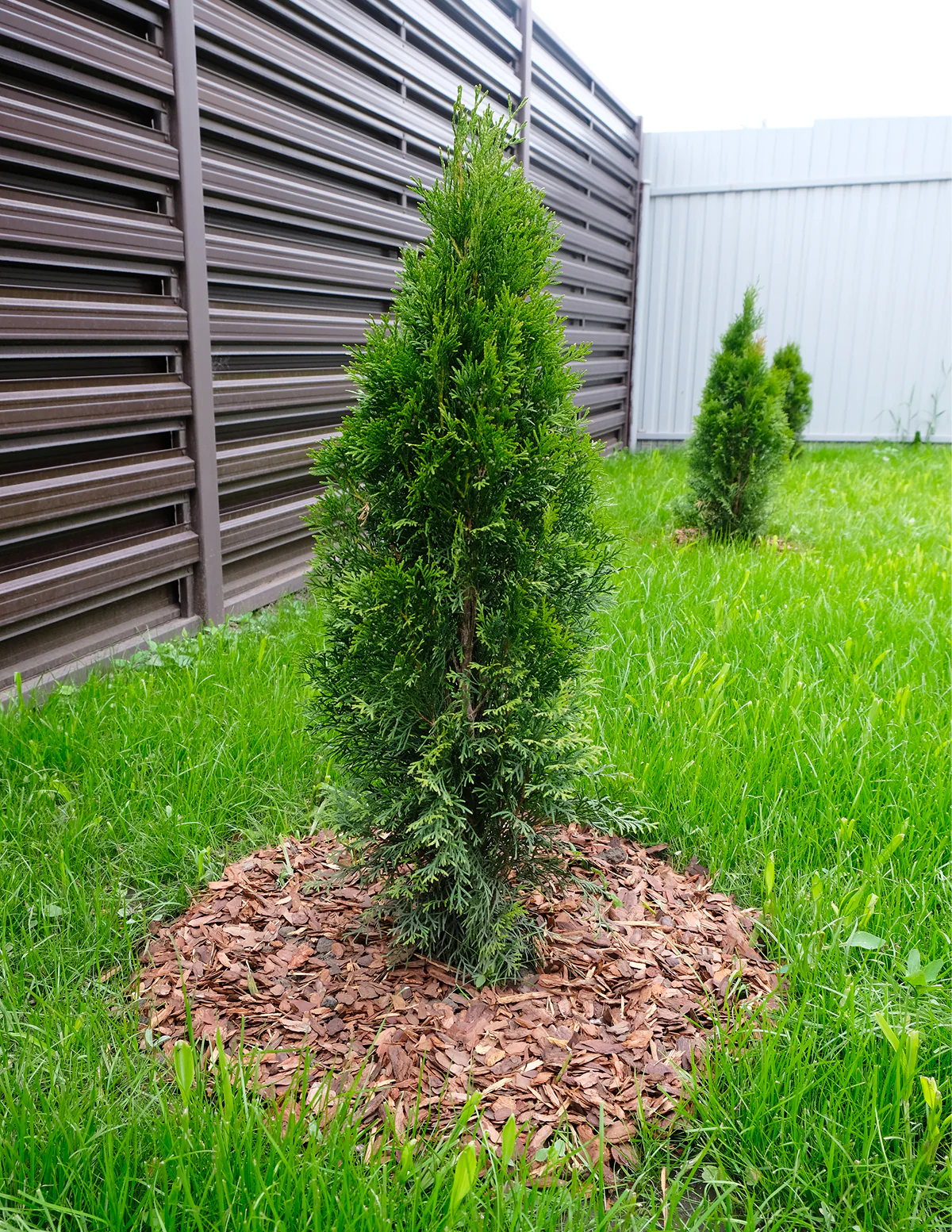 Junior Giant Thuja Tree - Image 4
