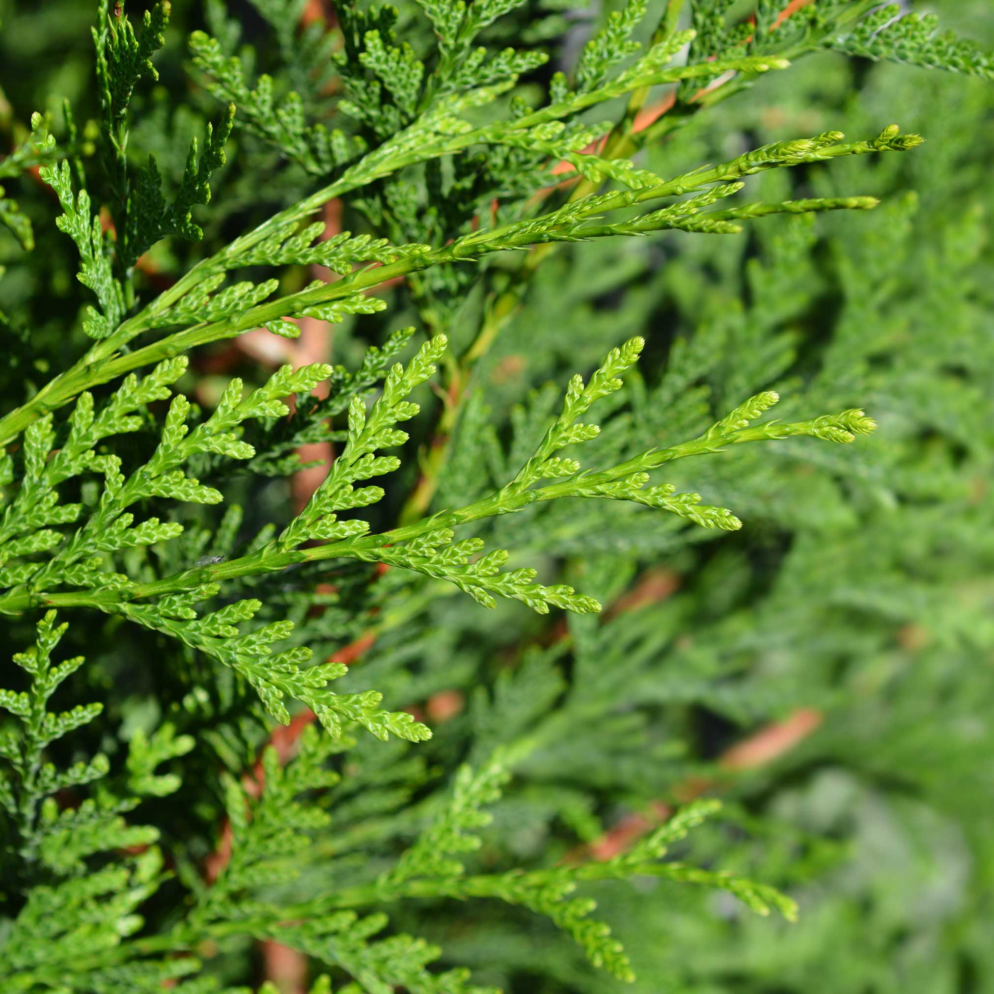 Thuja Green Giant - Image 5