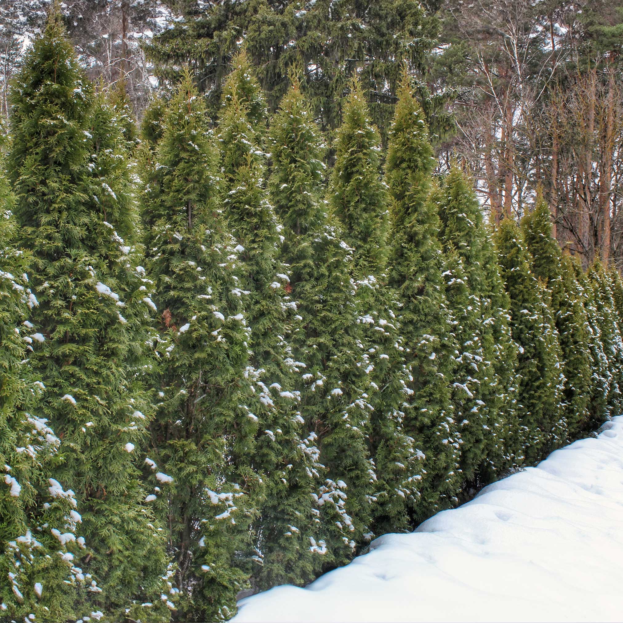 Thuja Green Giant - Image 7