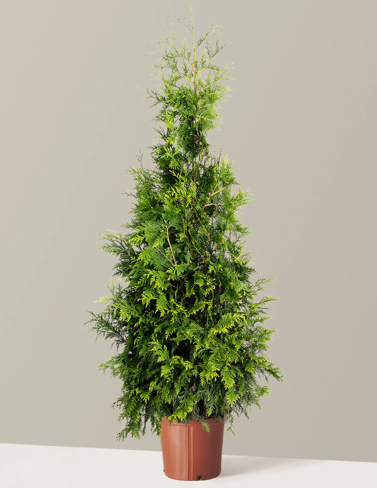 Thuja Green Giant - Image 8