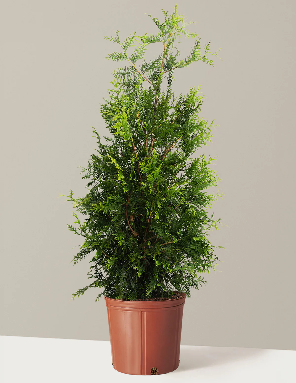 Thuja Green Giant - Image 9