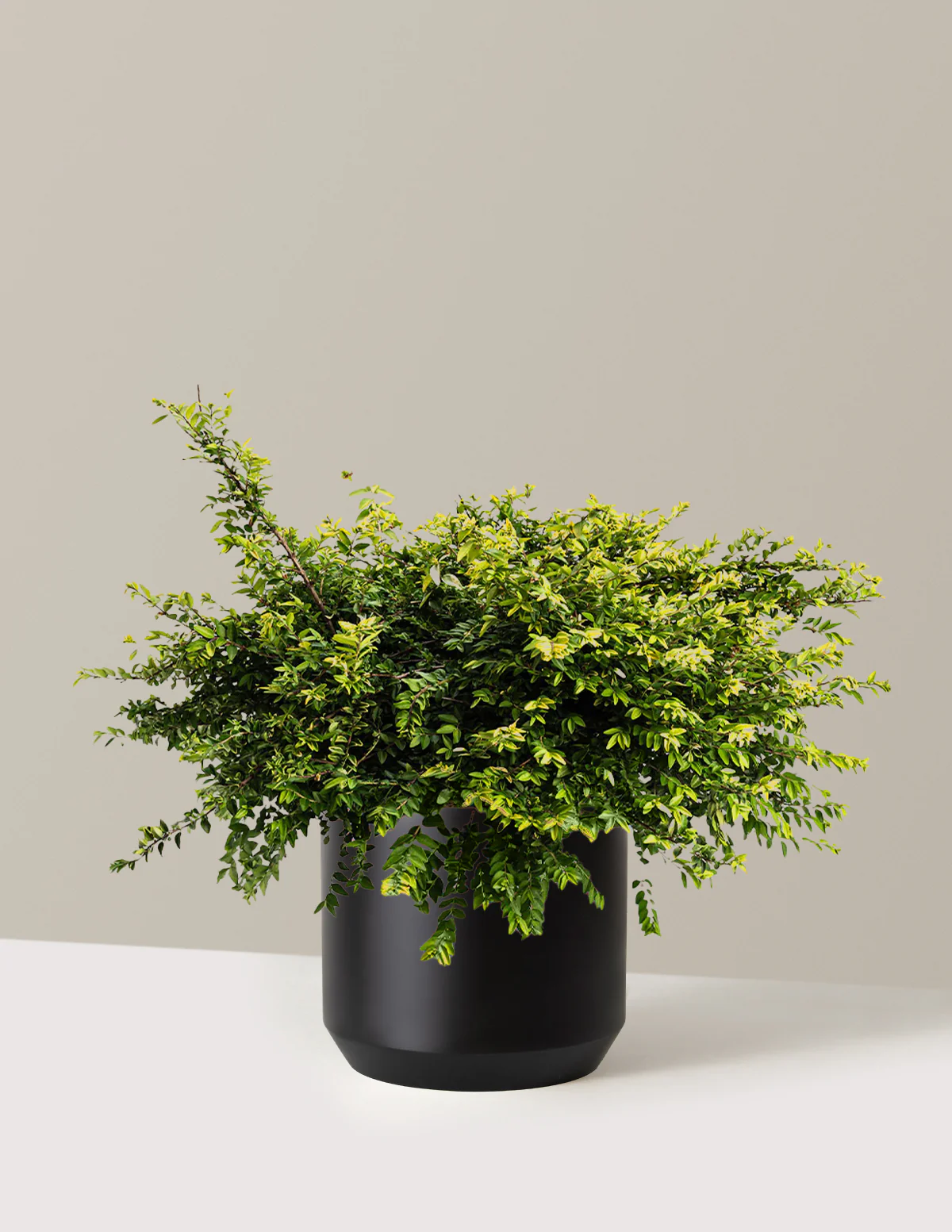Thunderbolt® Box Honeysuckle
