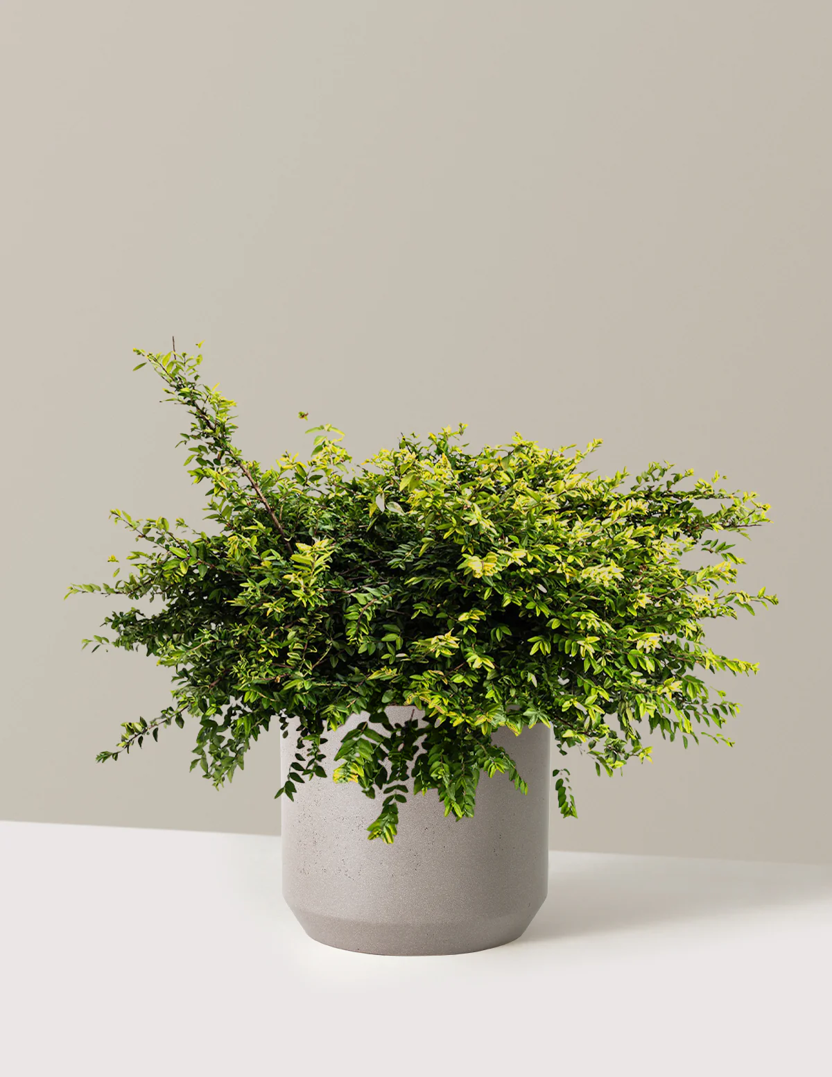 Thunderbolt® Box Honeysuckle - Image 8