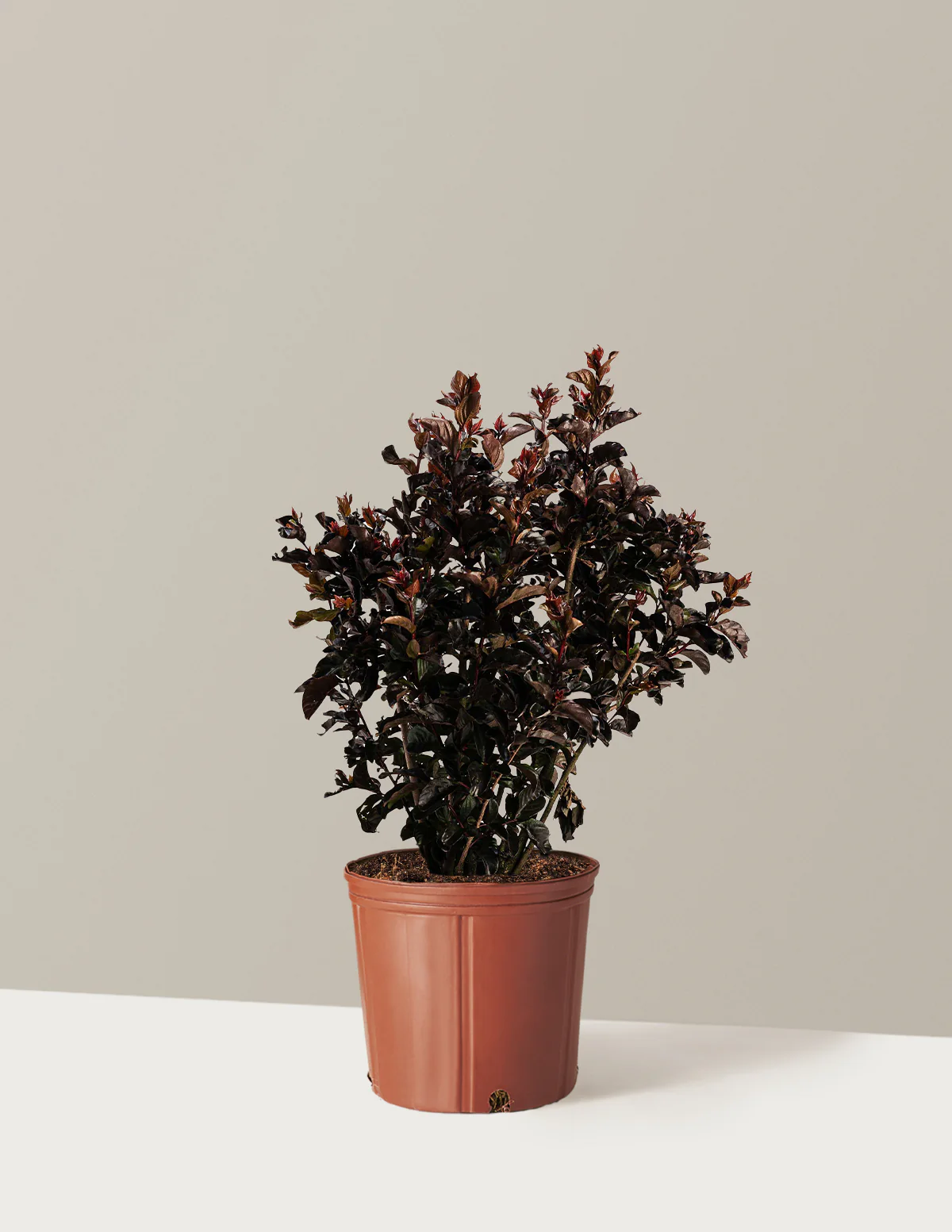 Thunderstruck™ Rumblin' Red™ Crapemyrtle - Image 3