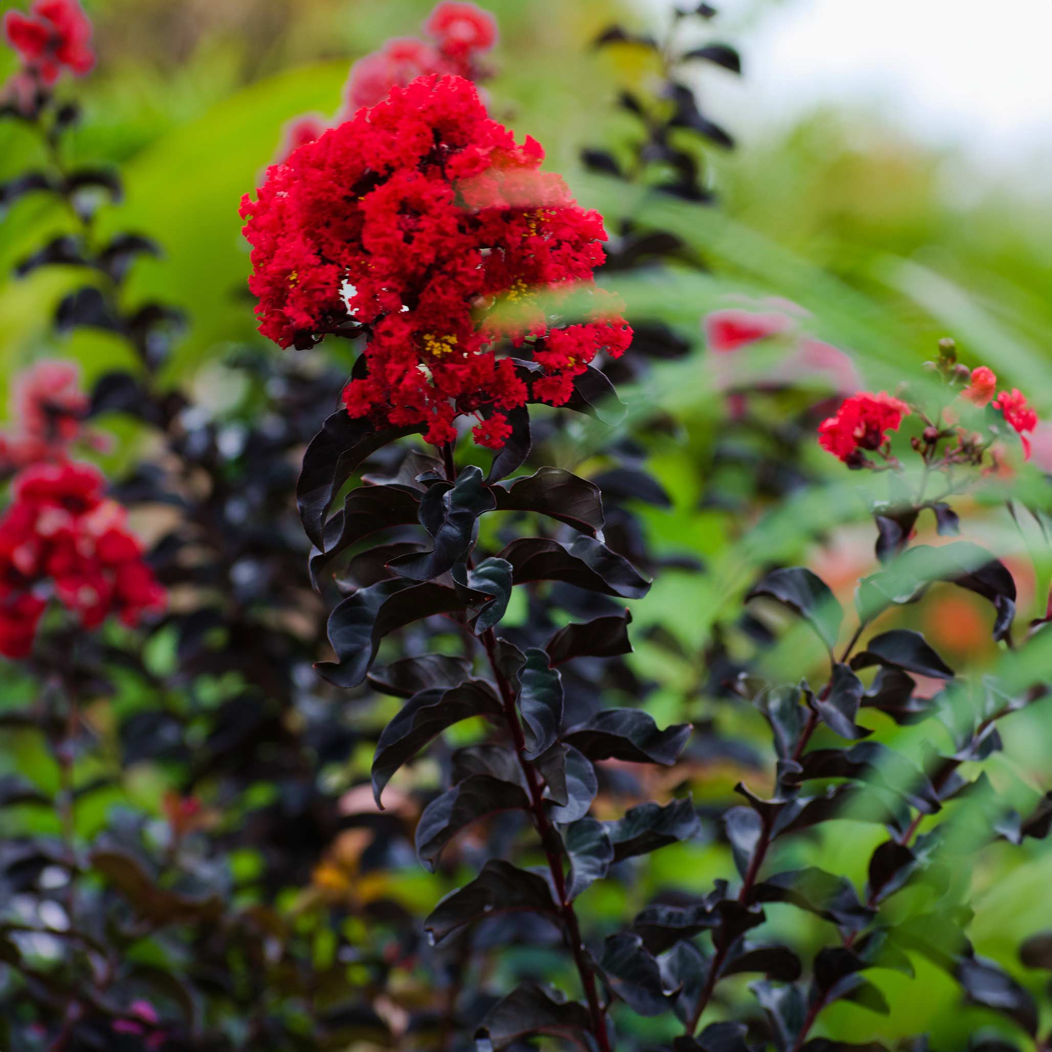 Thunderstruck™ Rumblin' Red™ Crapemyrtle - Image 4