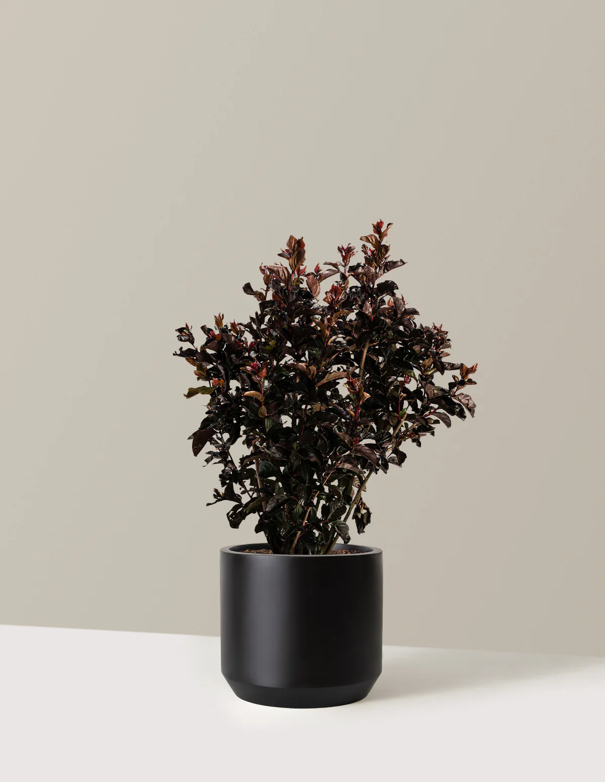 Thunderstruck™ Rumblin' Red™ Crapemyrtle - Image 5