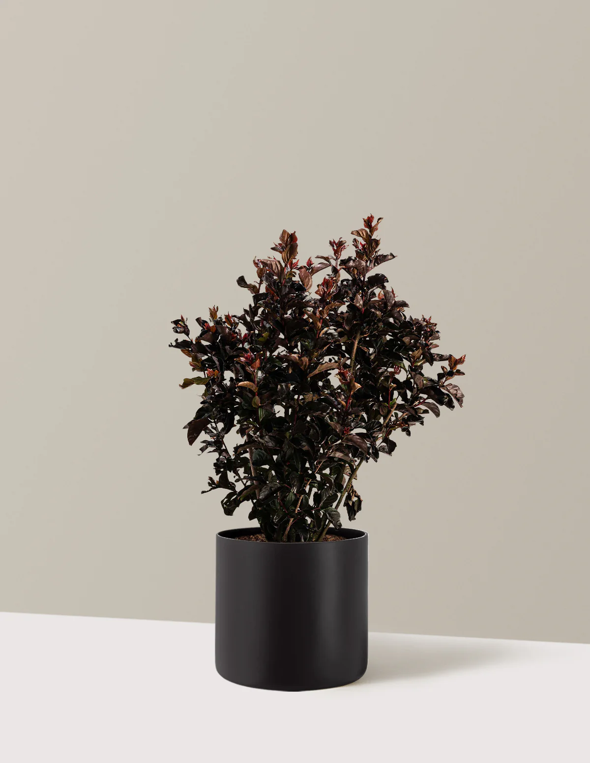 Thunderstruck™ Rumblin' Red™ Crapemyrtle - Image 9