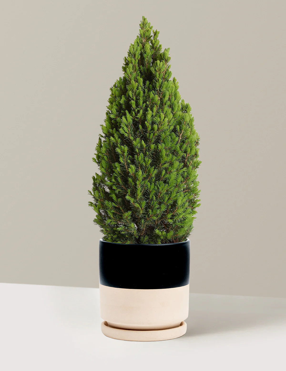 Tiny Tower® Dwarf Alberta Spruce - Image 3