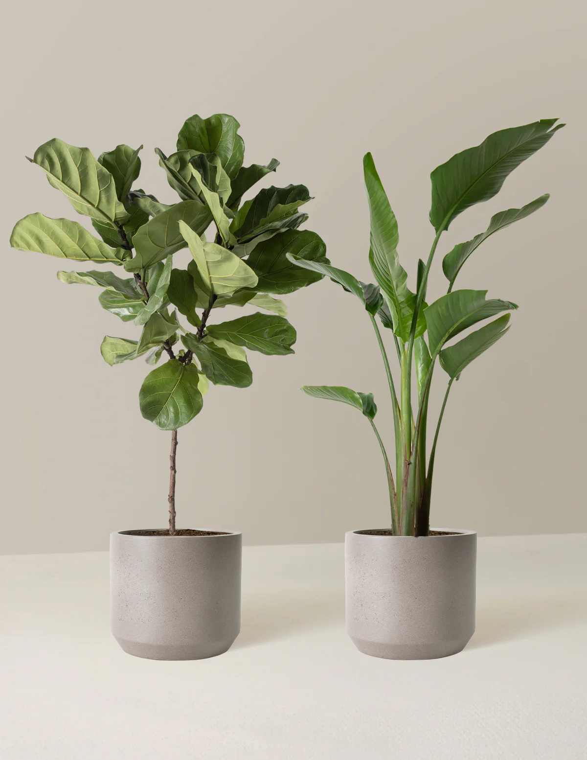 Top-Seller Duo - Image 3