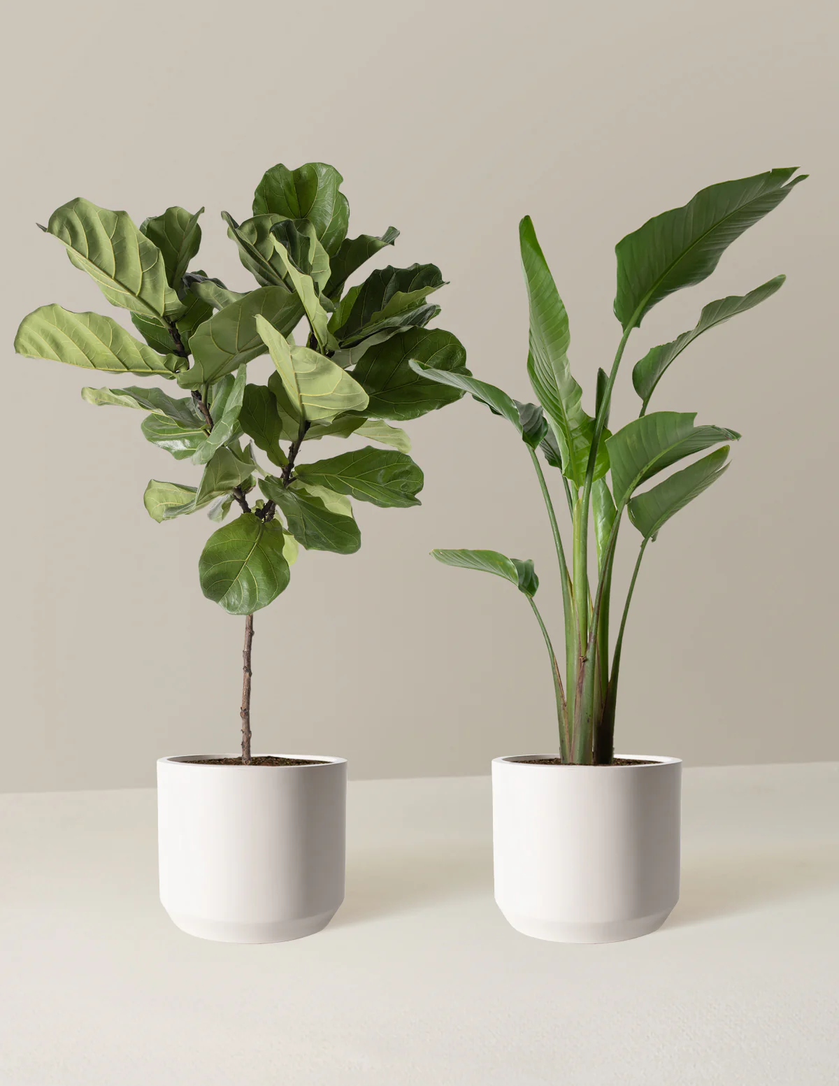 Top-Seller Duo - Image 4