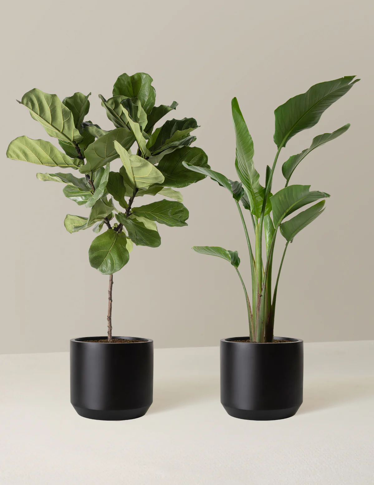 Top-Seller Duo - Image 7