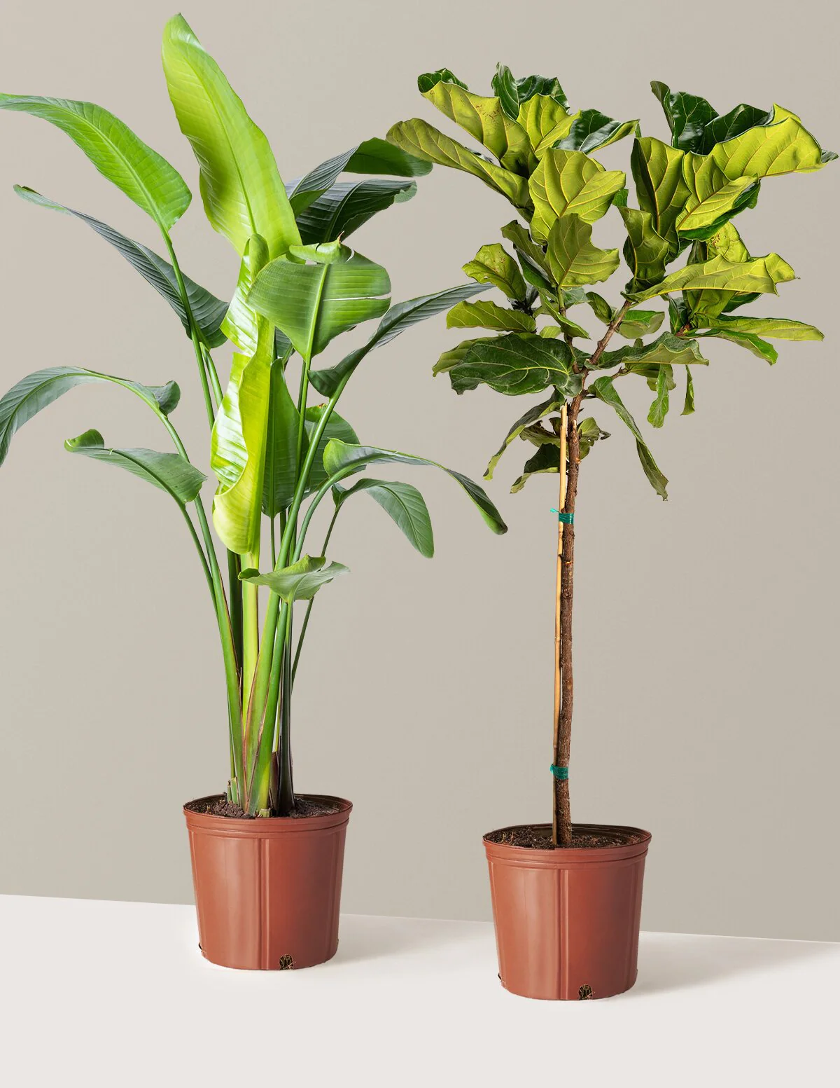 Top-Seller Duo - Image 9