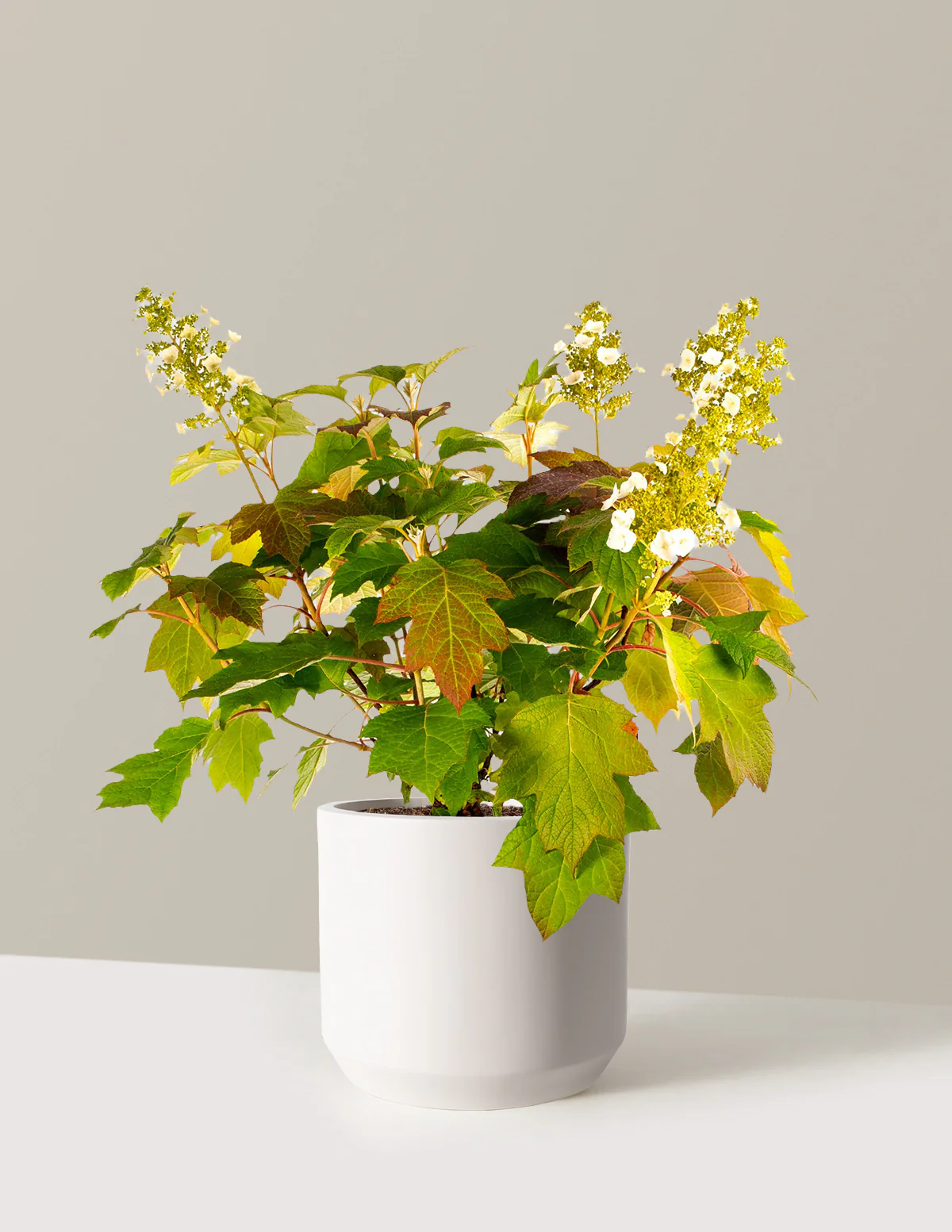 Toy Soldier™ Hydrangea - Image 10
