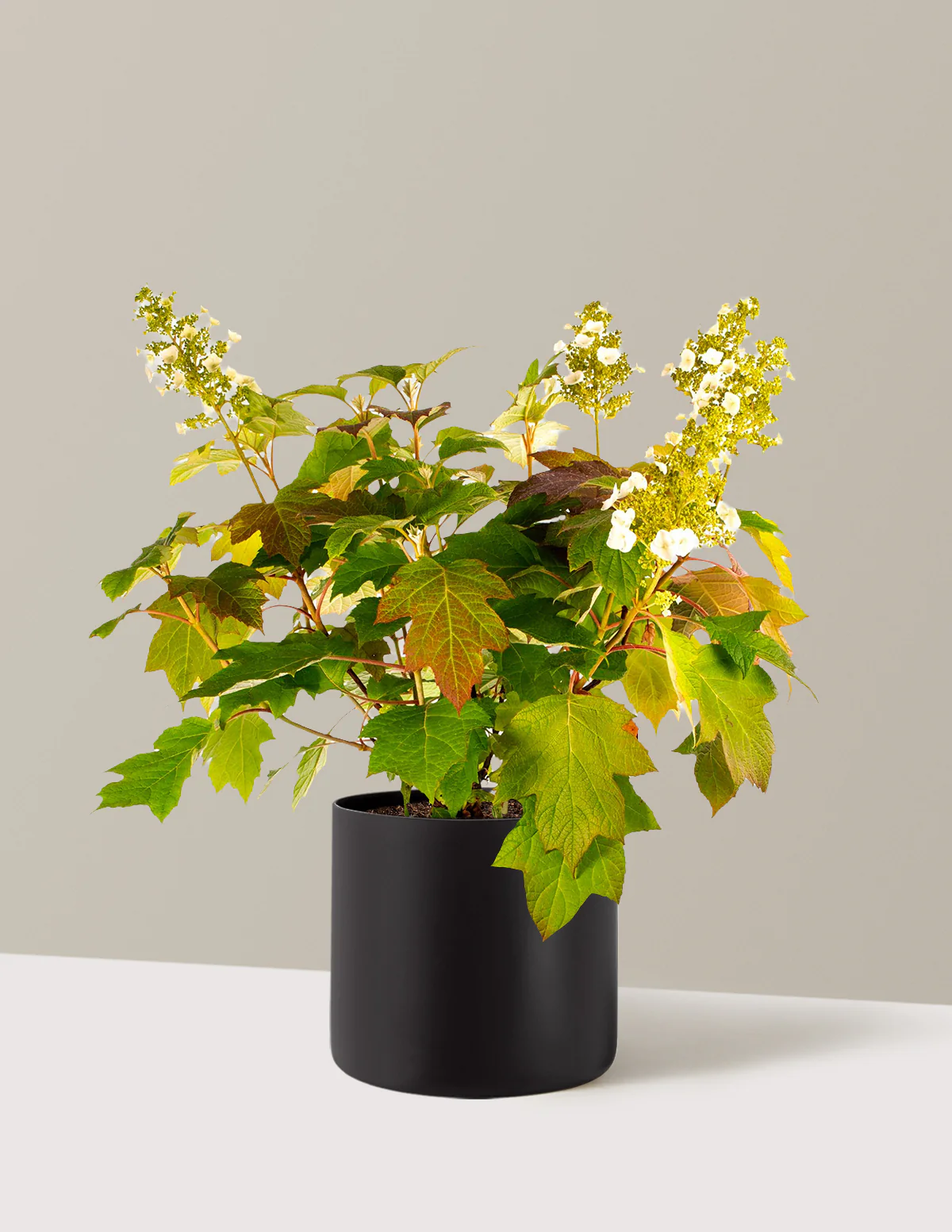 Toy Soldier™ Hydrangea - Image 5