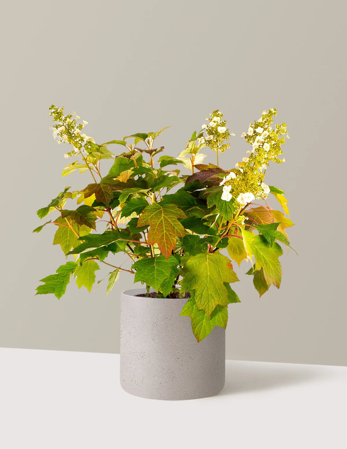 Toy Soldier™ Hydrangea - Image 6