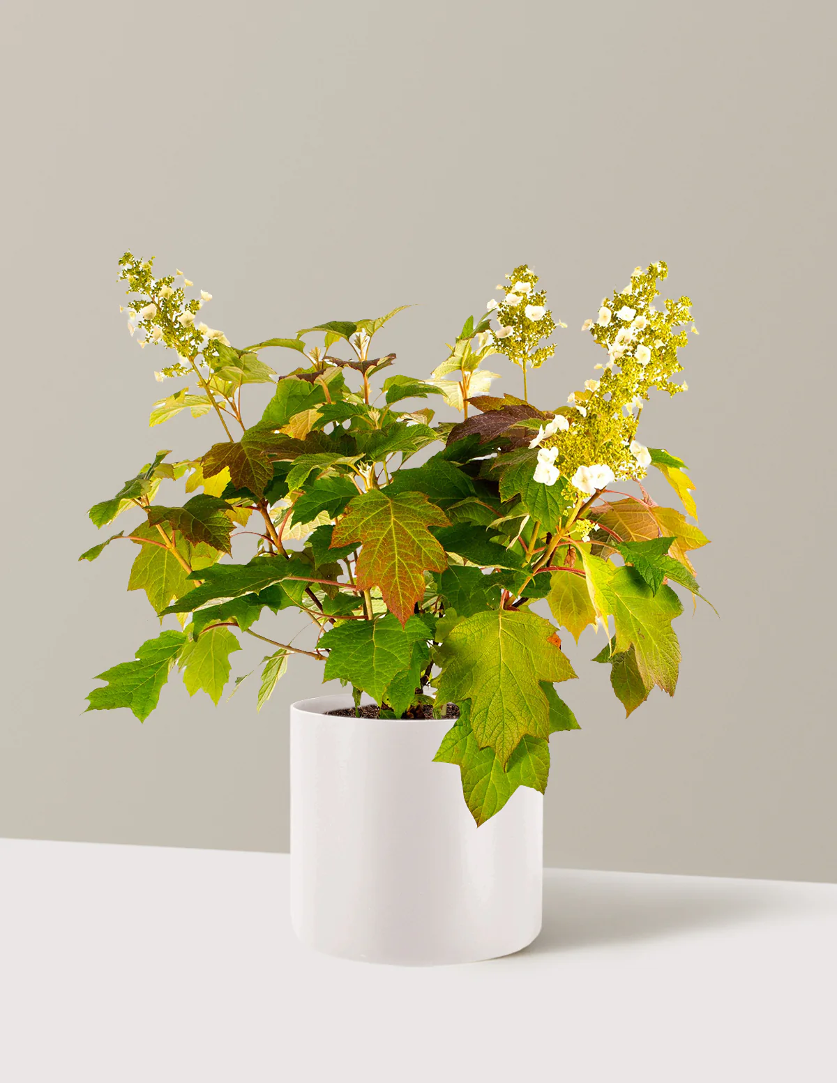 Toy Soldier™ Hydrangea - Image 7