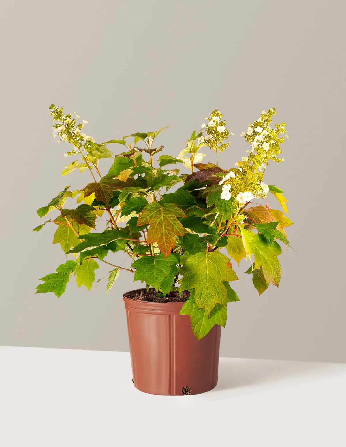 Toy Soldier™ Hydrangea - Image 8