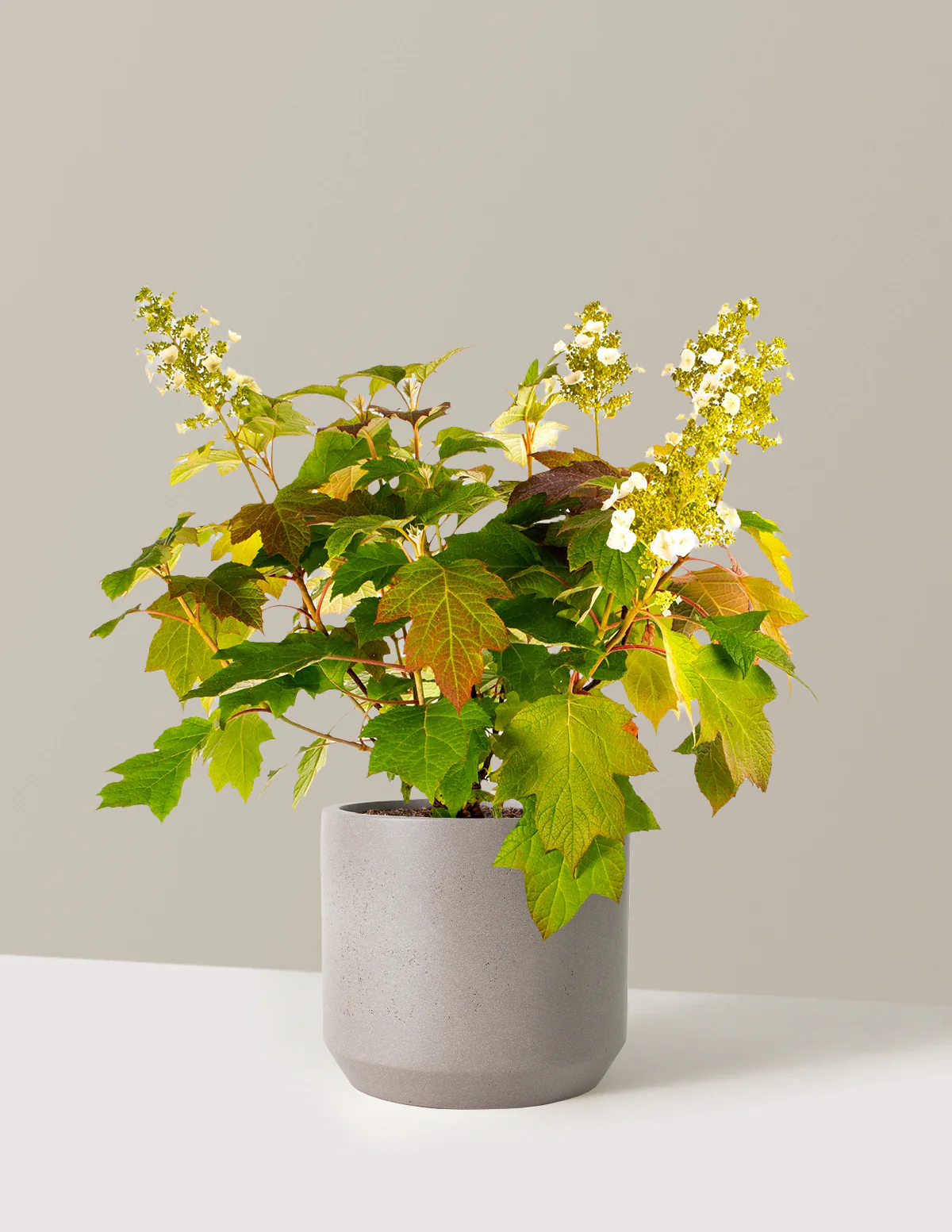 Toy Soldier™ Hydrangea - Image 9