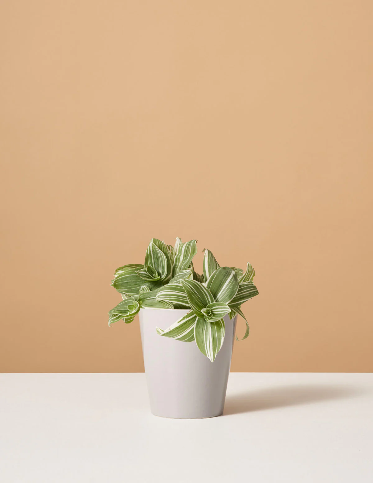 Tradescantia White Inch Plant - Image 2