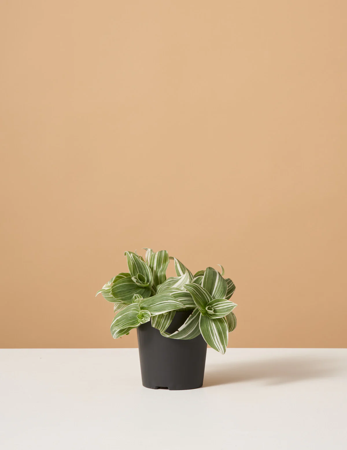 Tradescantia White Inch Plant - Image 3