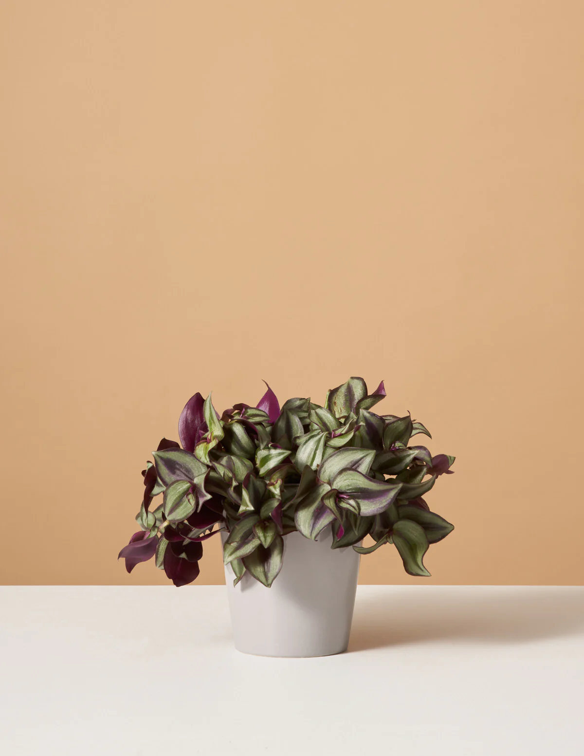 Tradescantia Zebrina - Image 2