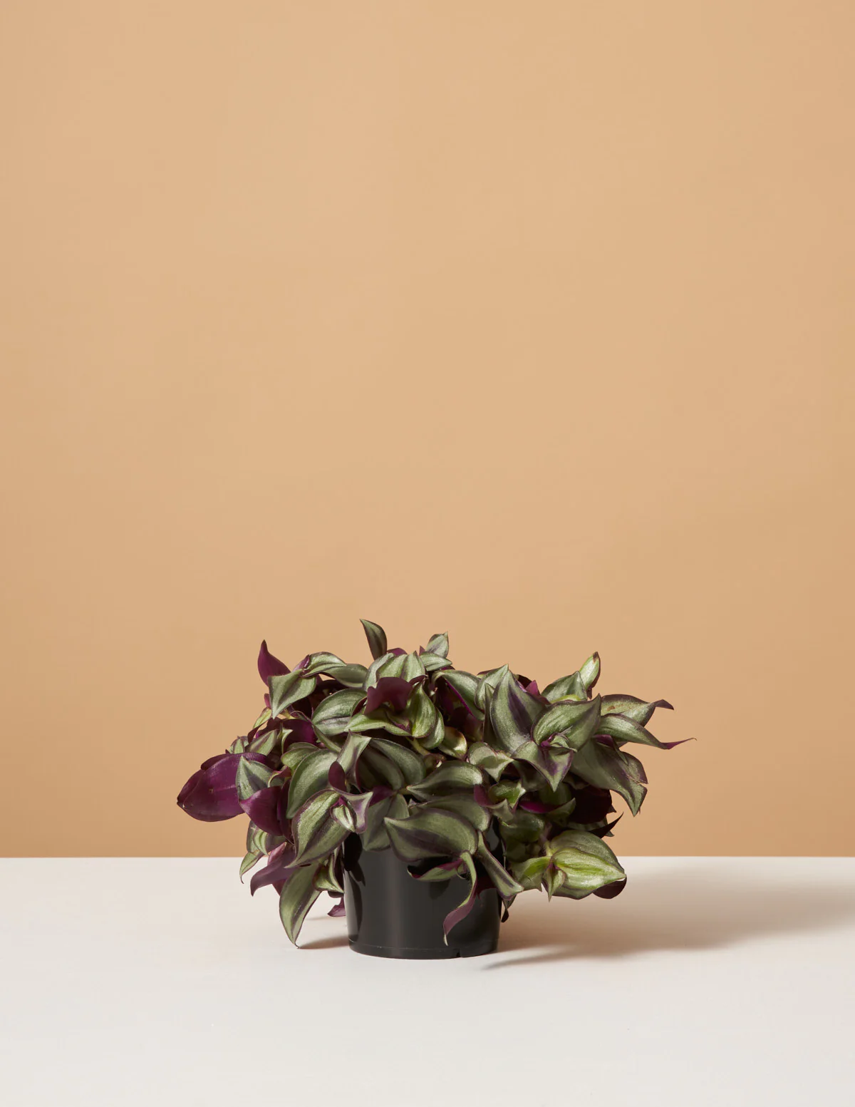Tradescantia Zebrina - Image 3