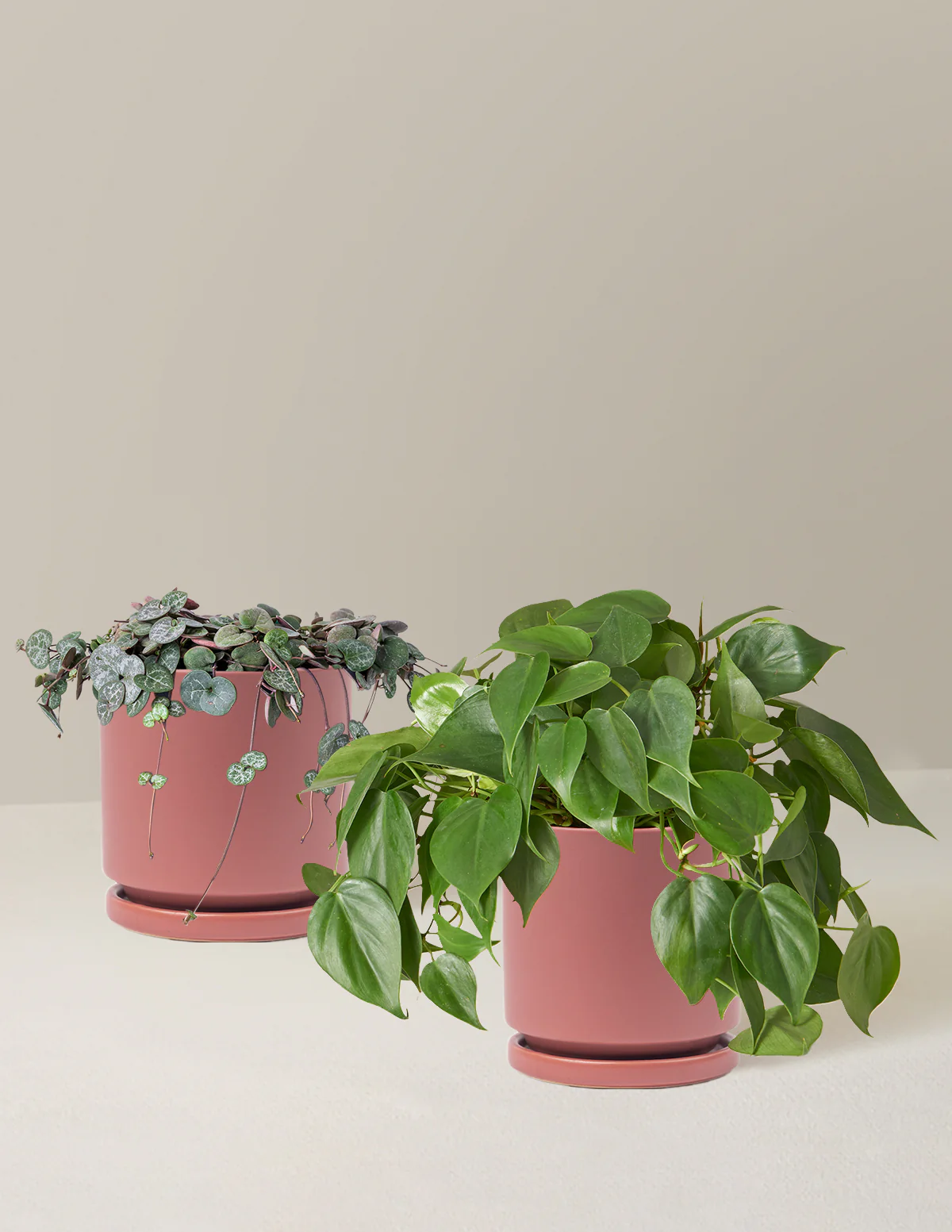 Trailing Hearts Duo - Image 10