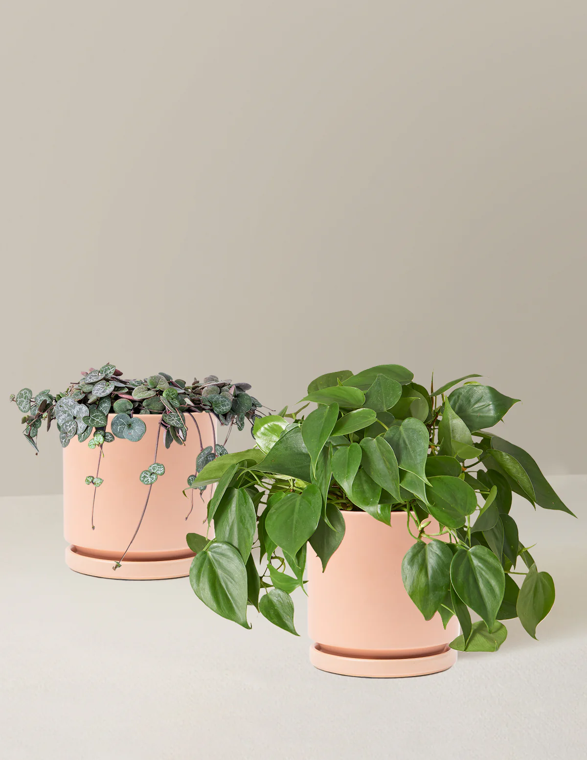 Trailing Hearts Duo - Image 11