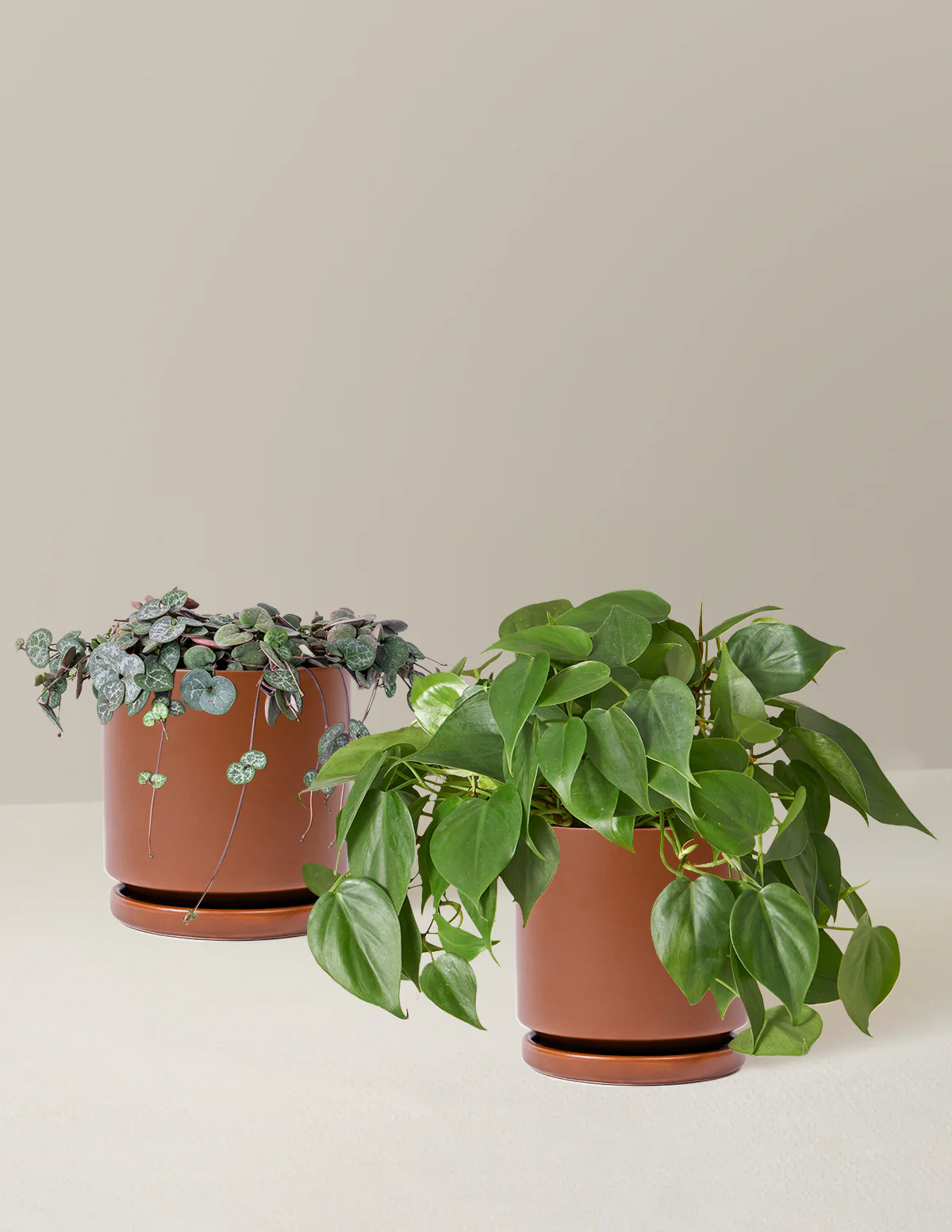 Trailing Hearts Duo - Image 12