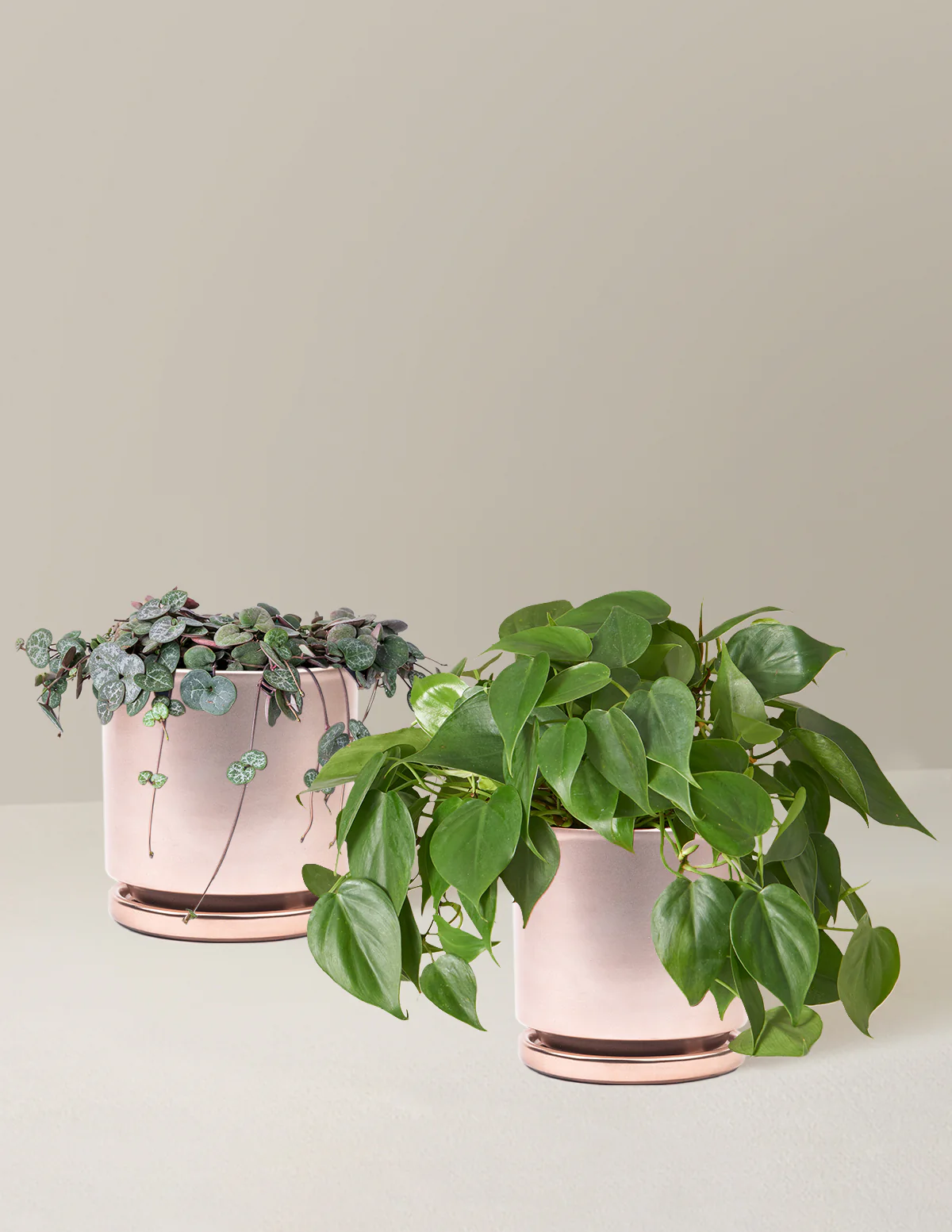Trailing Hearts Duo - Image 13