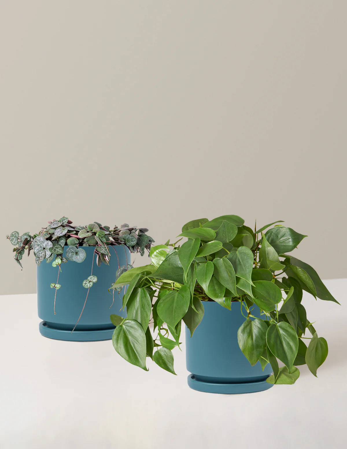 Trailing Hearts Duo - Image 15