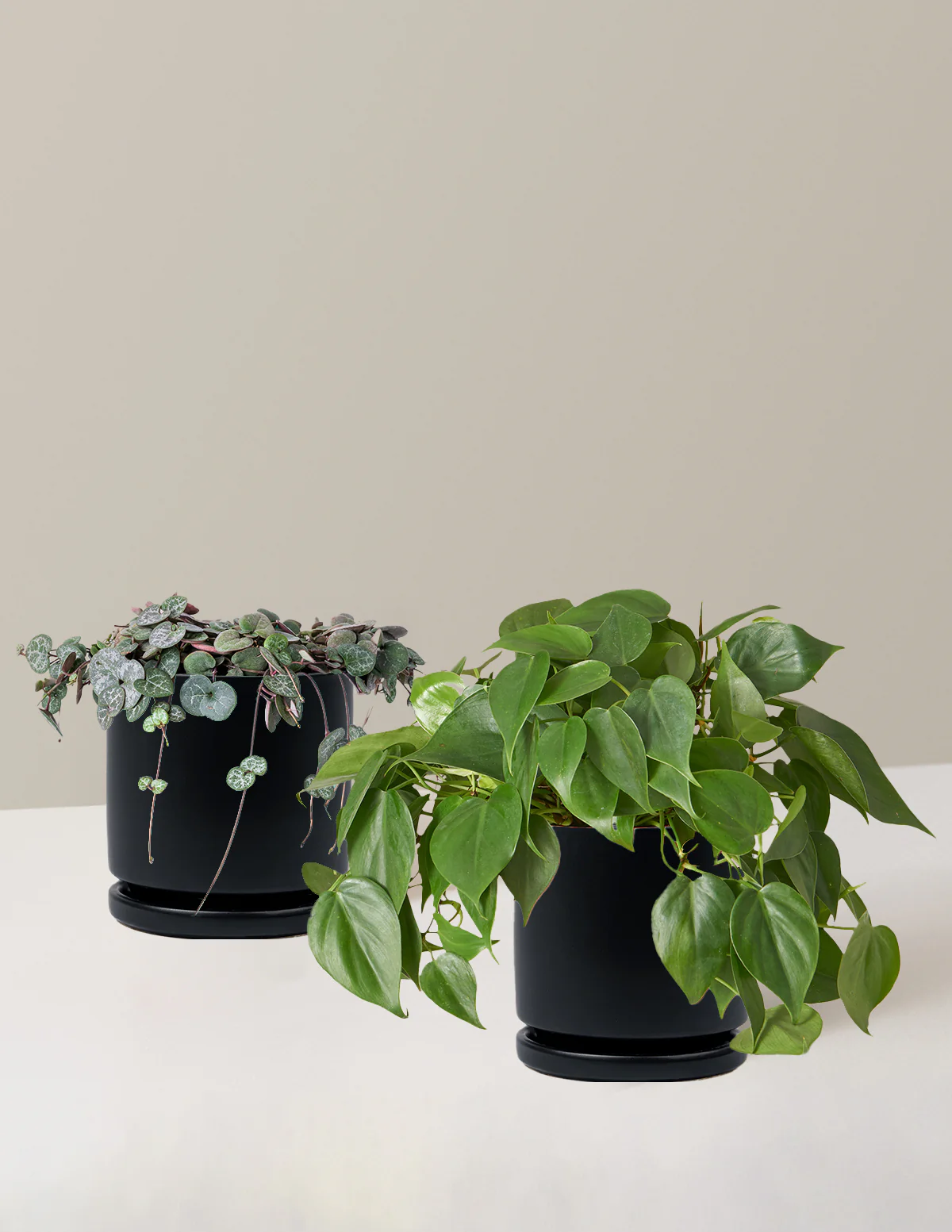 Trailing Hearts Duo - Image 16