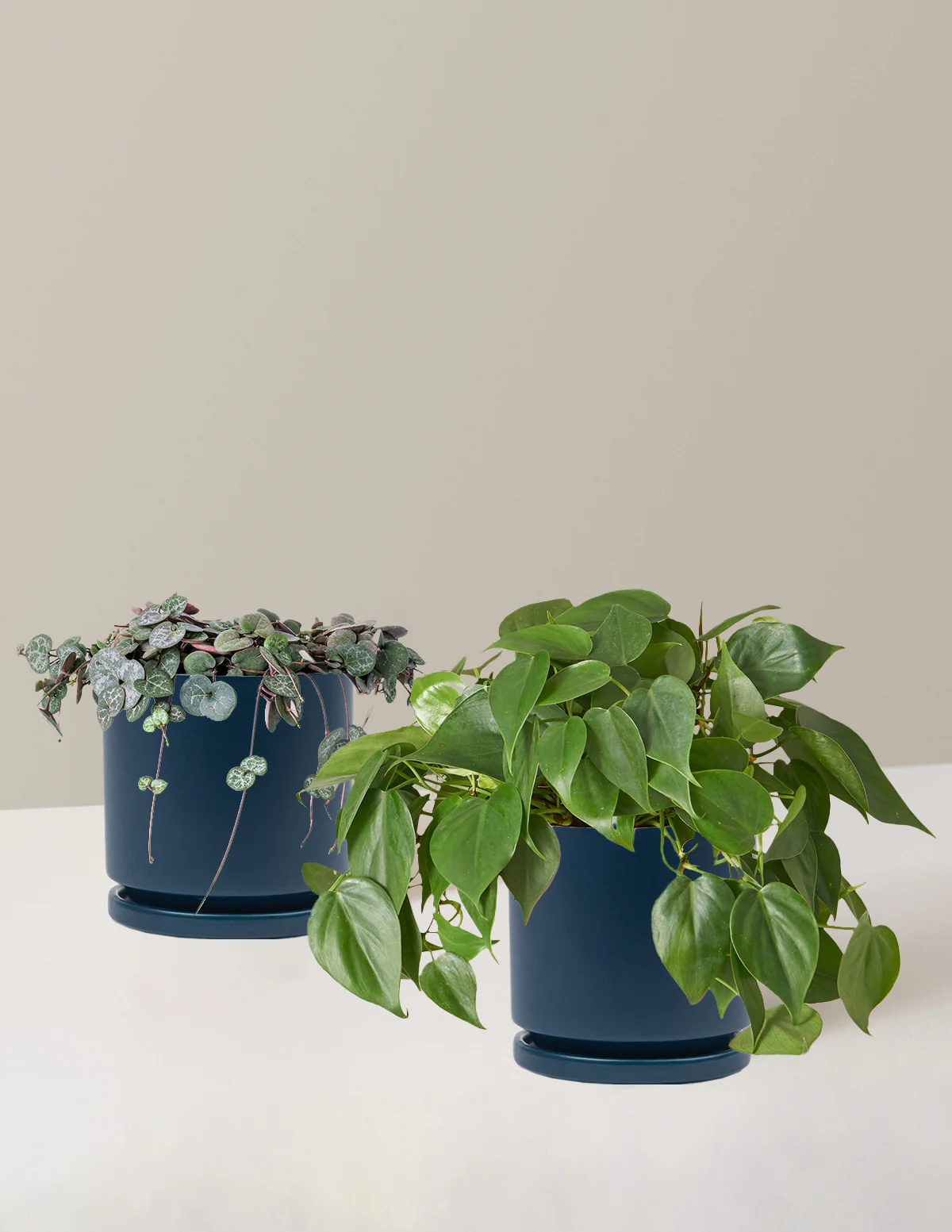 Trailing Hearts Duo - Image 17