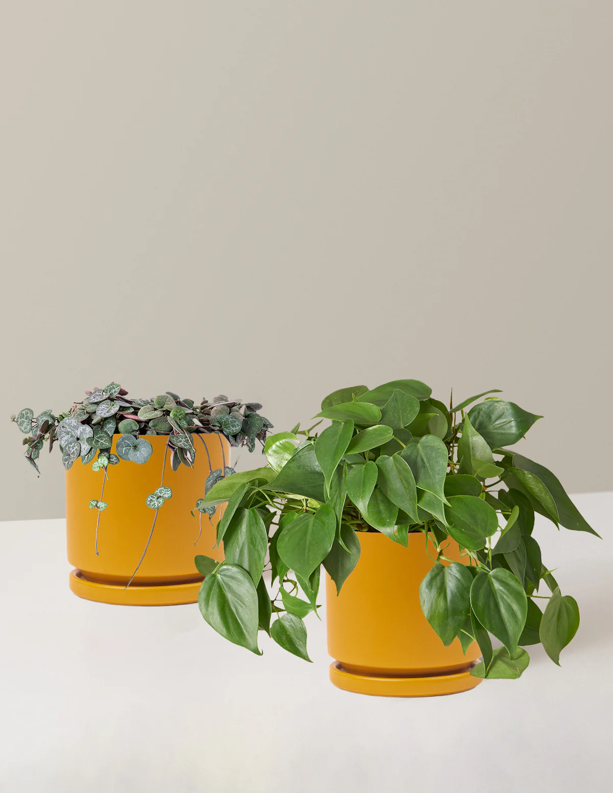 Trailing Hearts Duo - Image 18