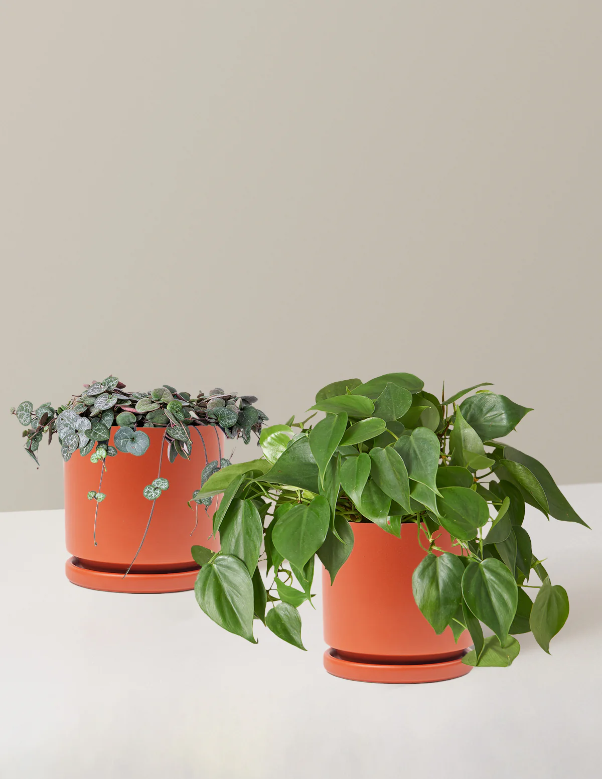 Trailing Hearts Duo - Image 19